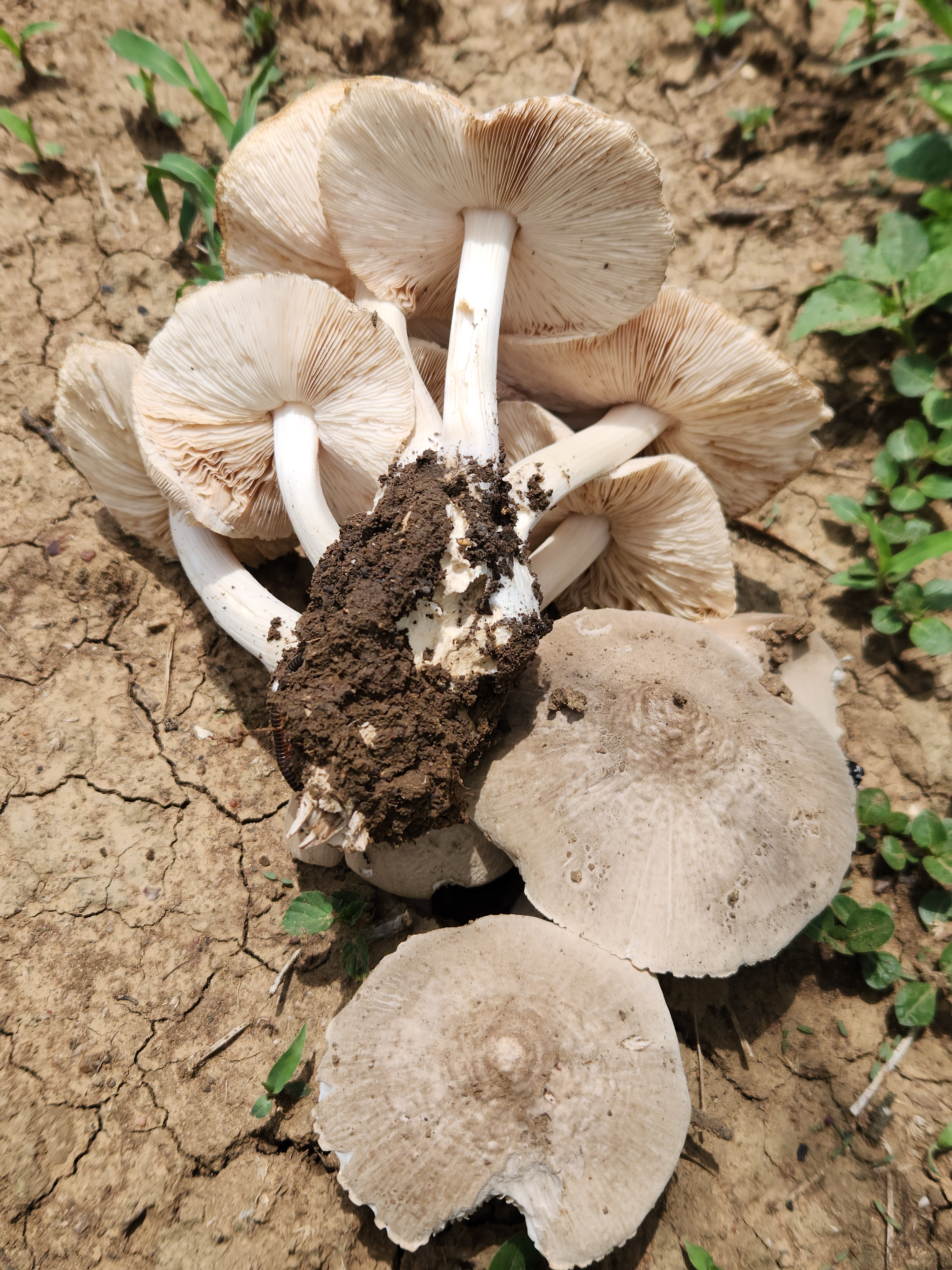 Observation mo-610372, Termitomyces striatus