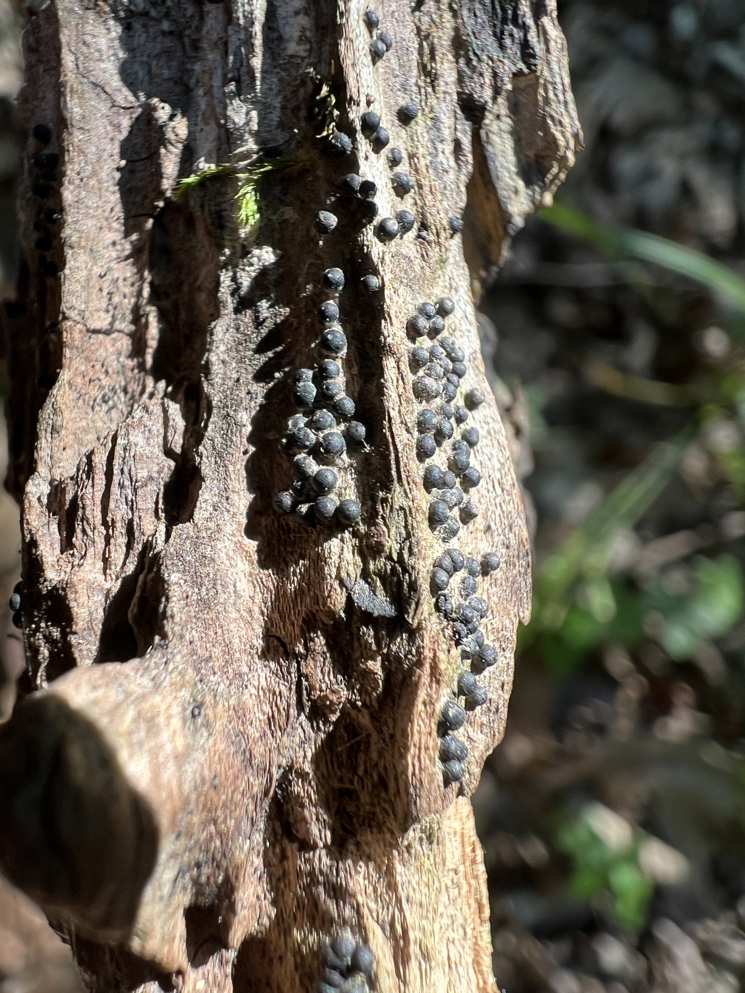 Observation mo-610981, Annulohypoxylon bovei