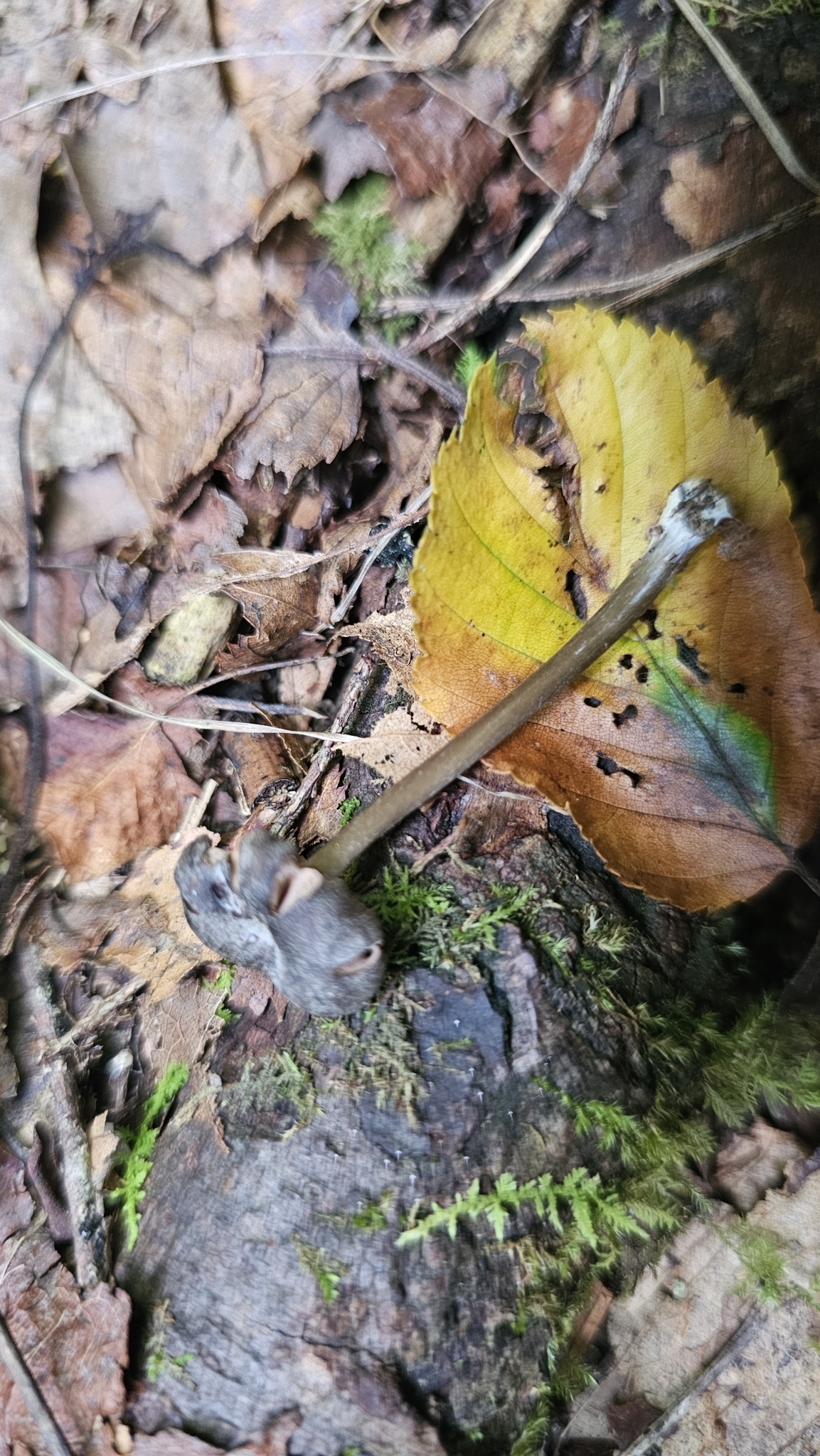 Observation mo-613526, Entoloma canescens