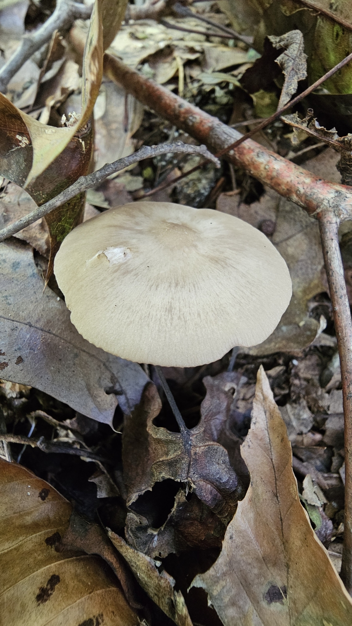 Observation mo-613910, Entoloma carolinianum