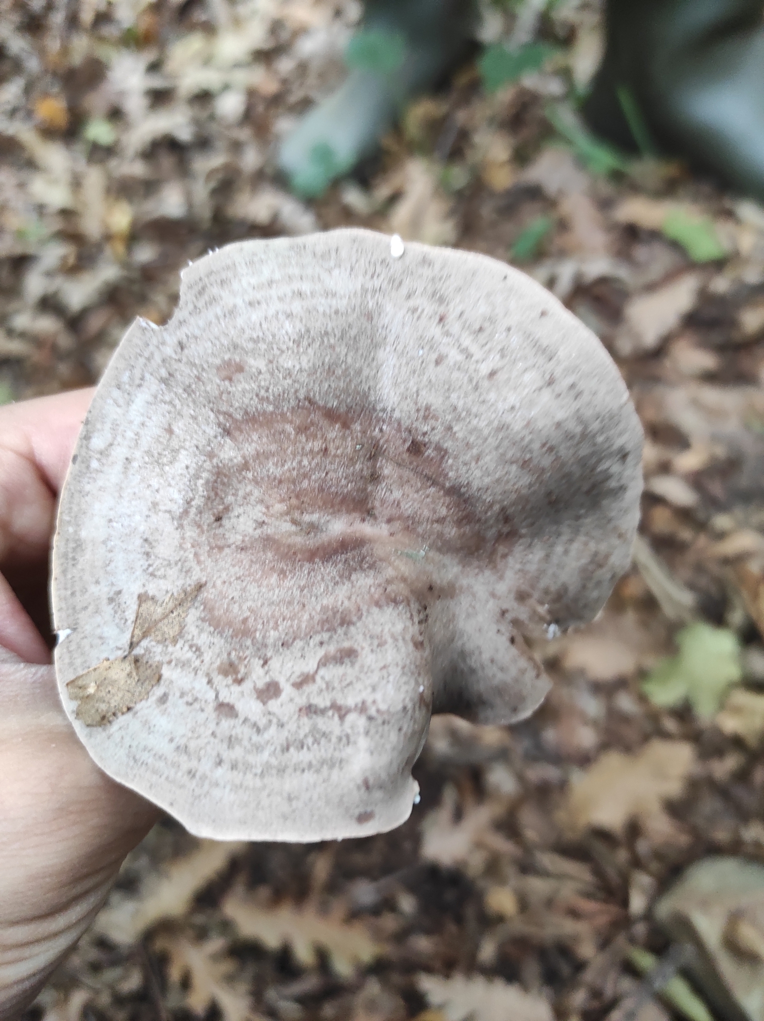Observation mo-615413, Lactarius circellatus