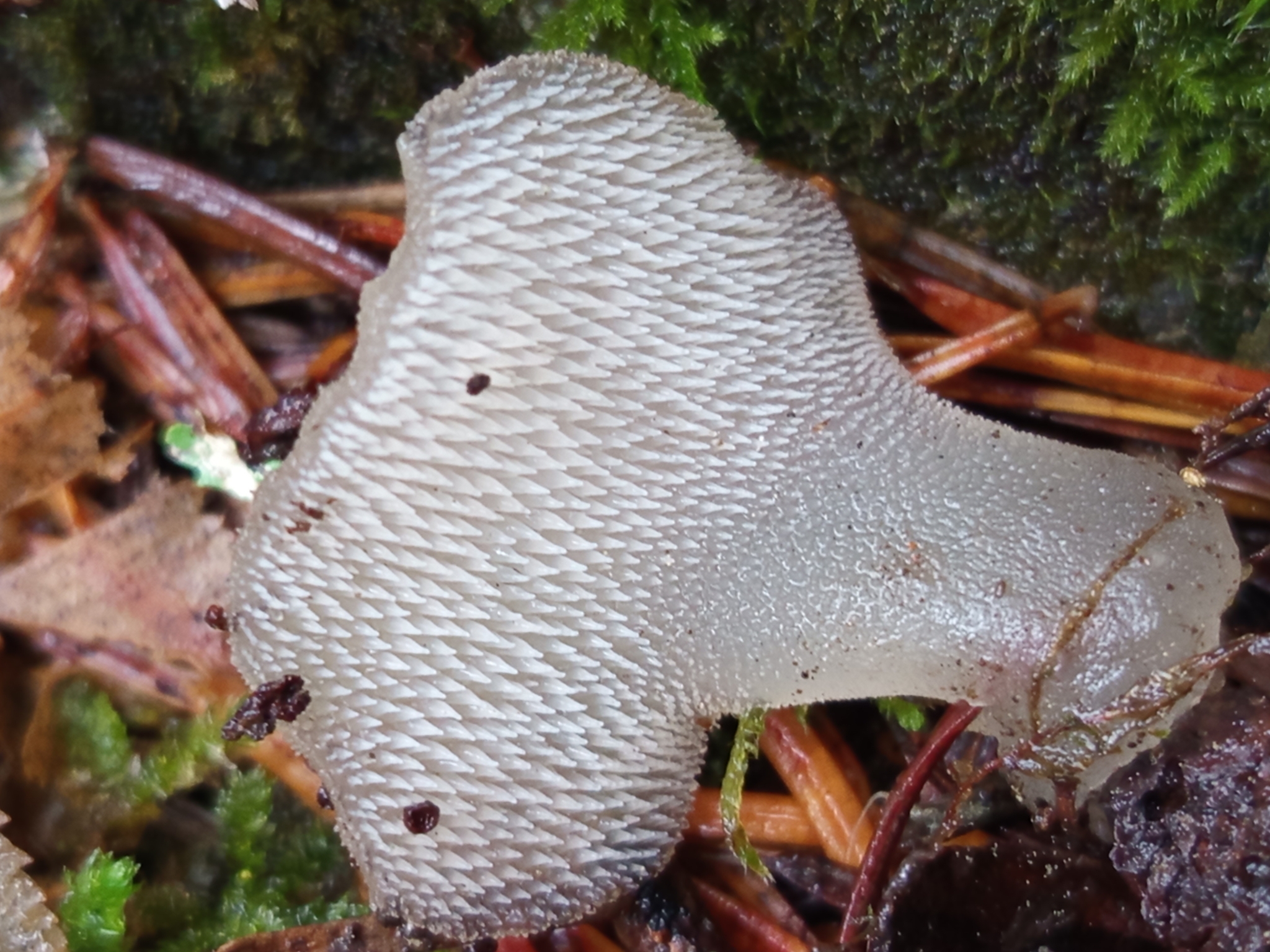 Observation mo-615518, Pseudohydnum gelatinosum