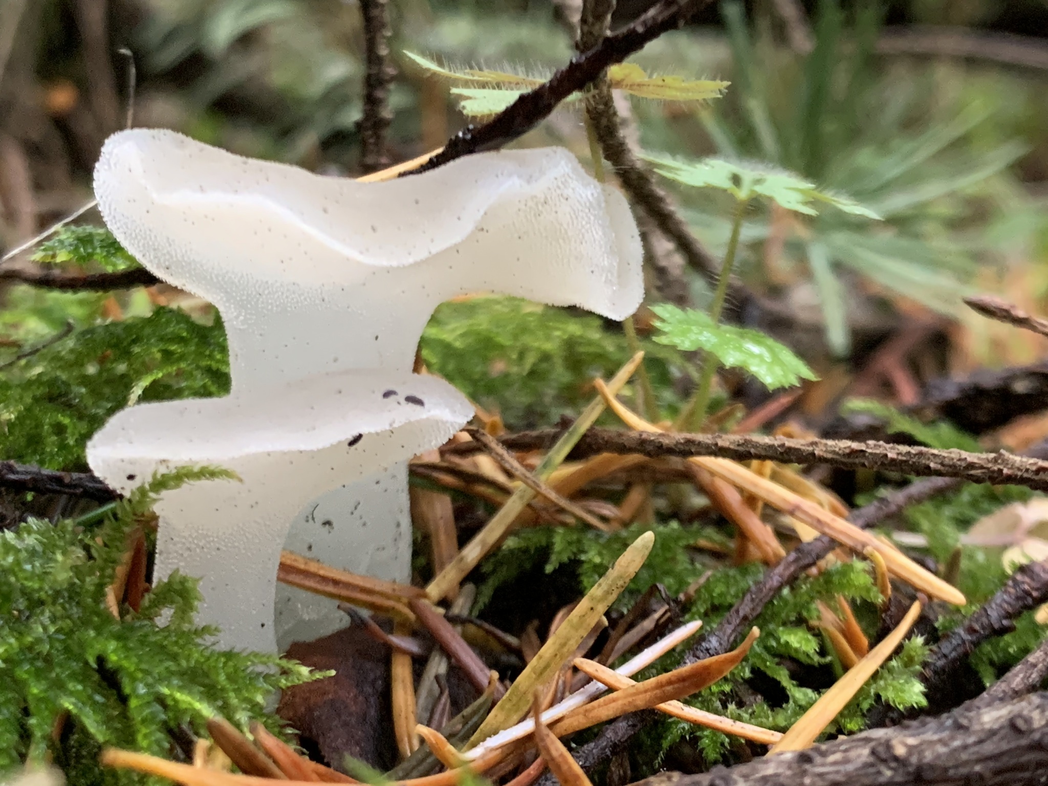 Observation mo-615852, Pseudohydnum gelatinosum