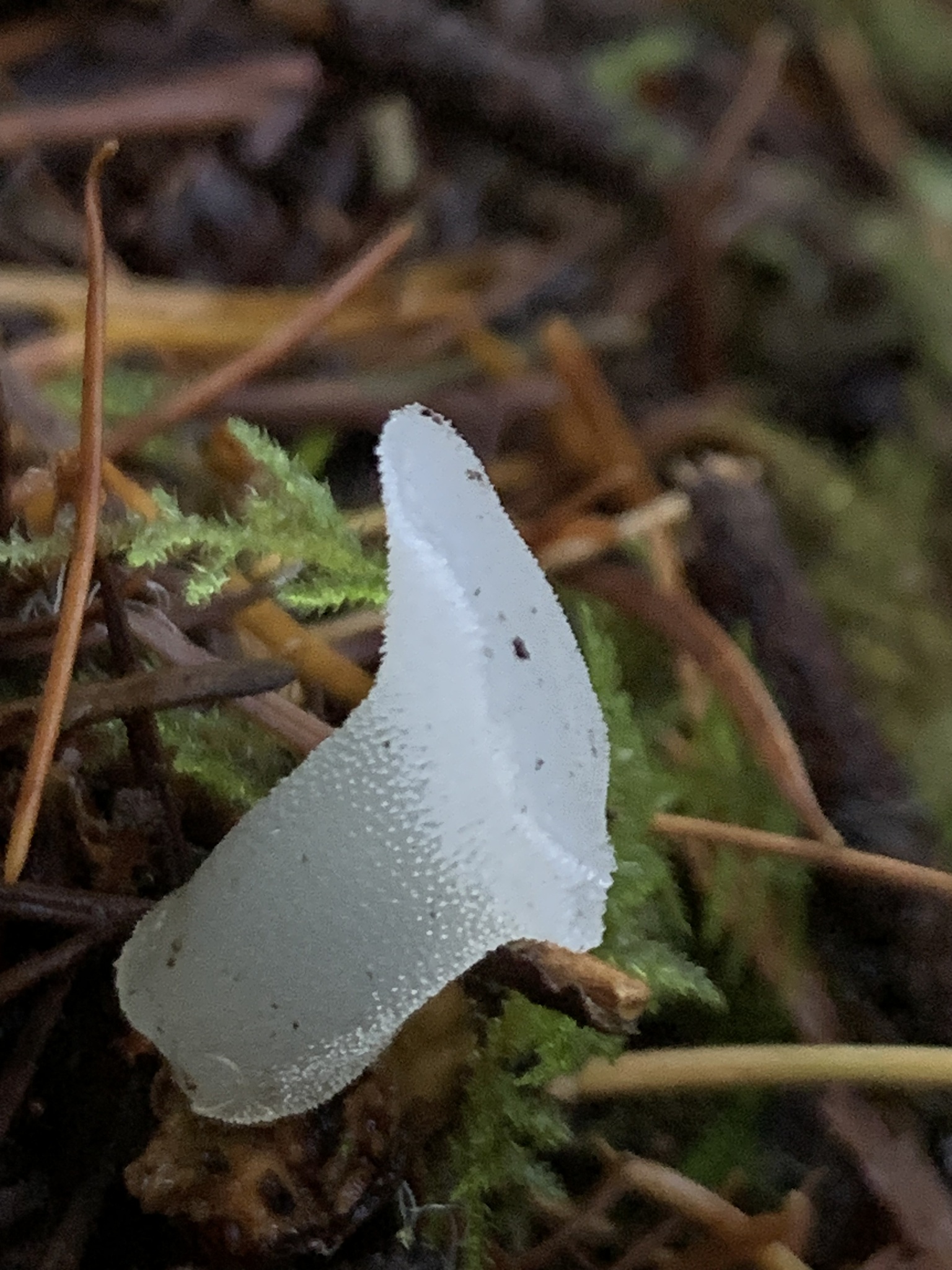 Observation mo-615885, Pseudohydnum gelatinosum