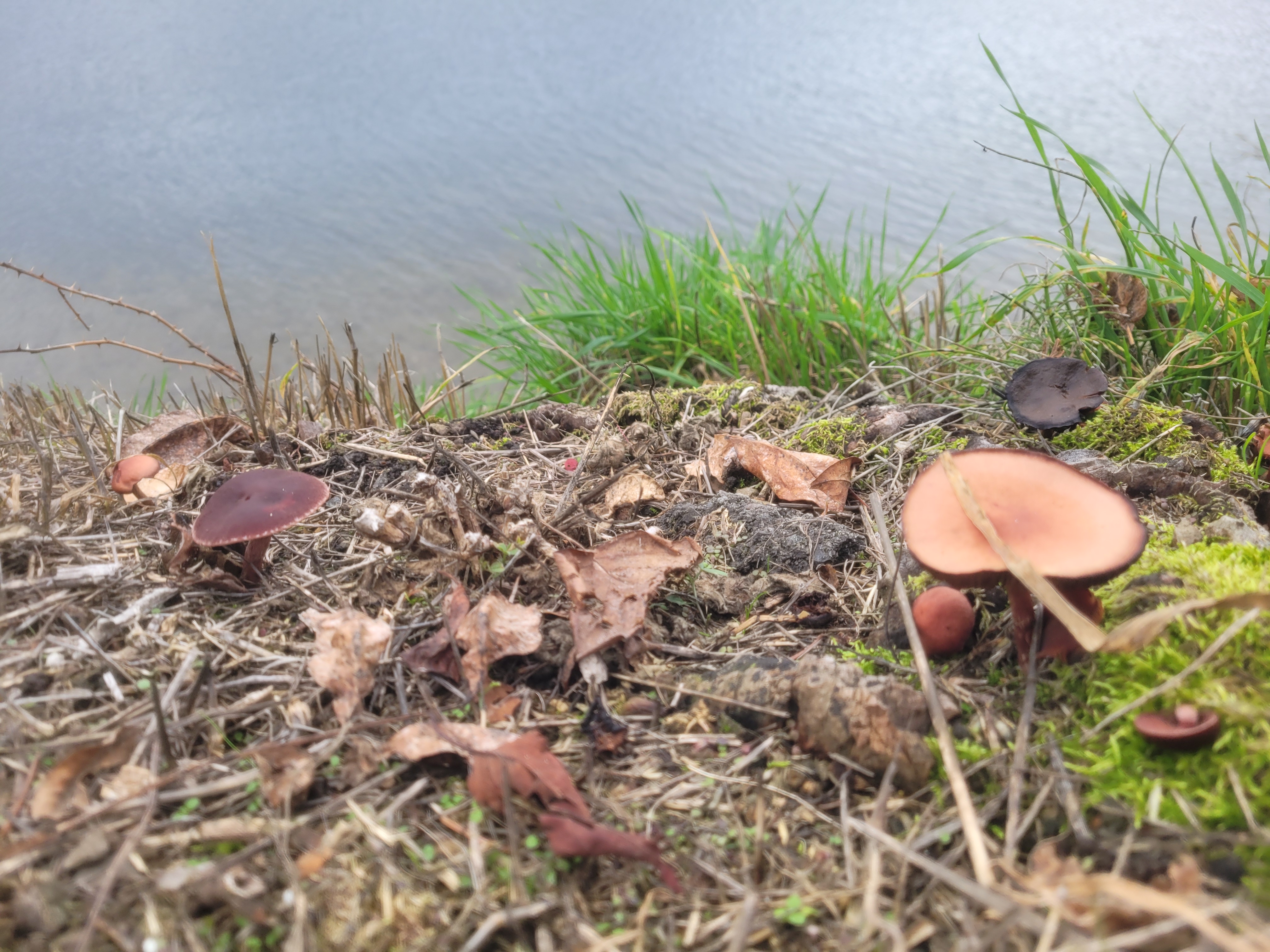 Observation mo-616297, Typhrasa delineata