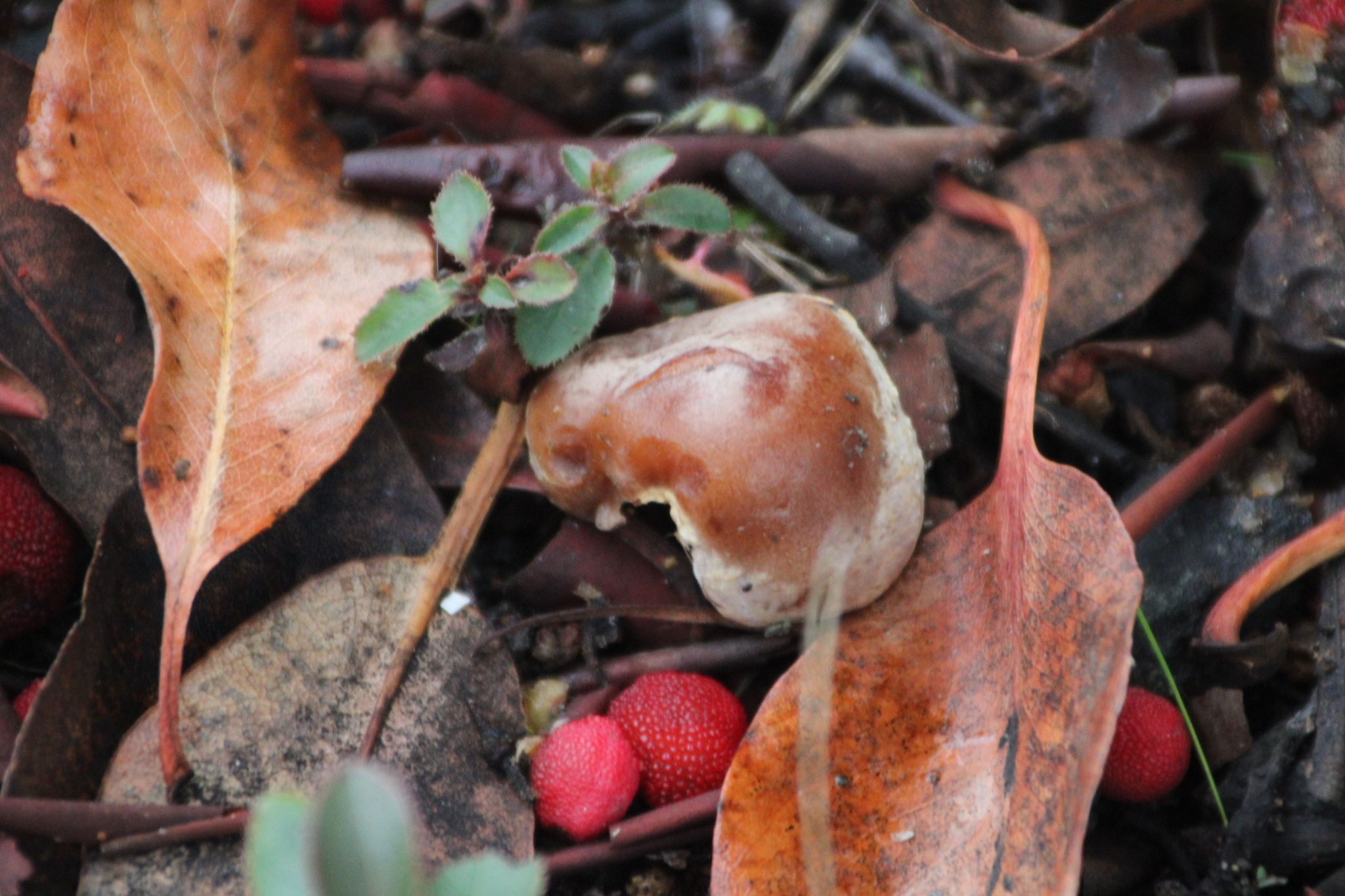 Observation mo-616595, Hebeloma mesophaeum