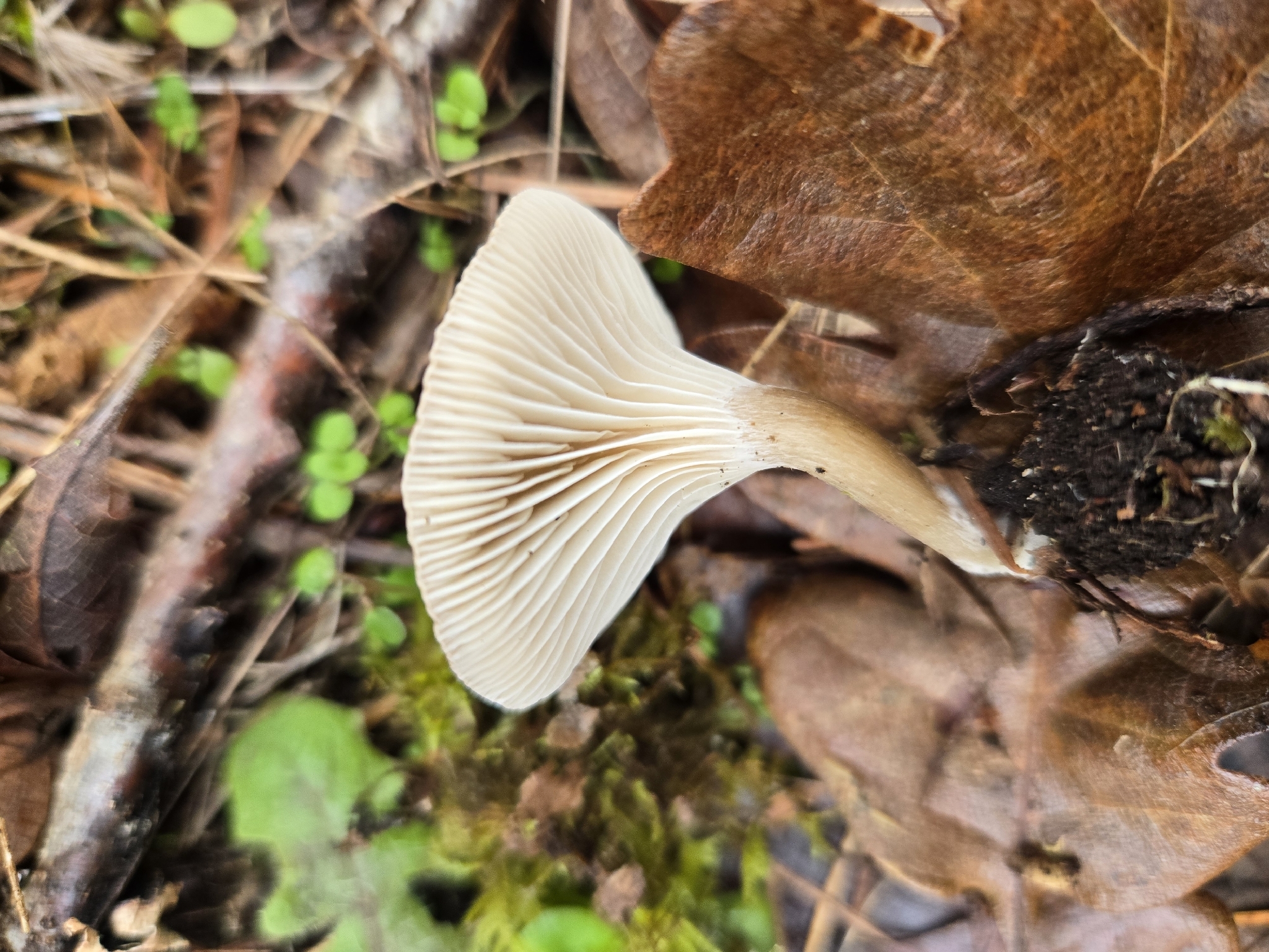 Observation mo-617407, Pseudoclitocybe cyathiformis
