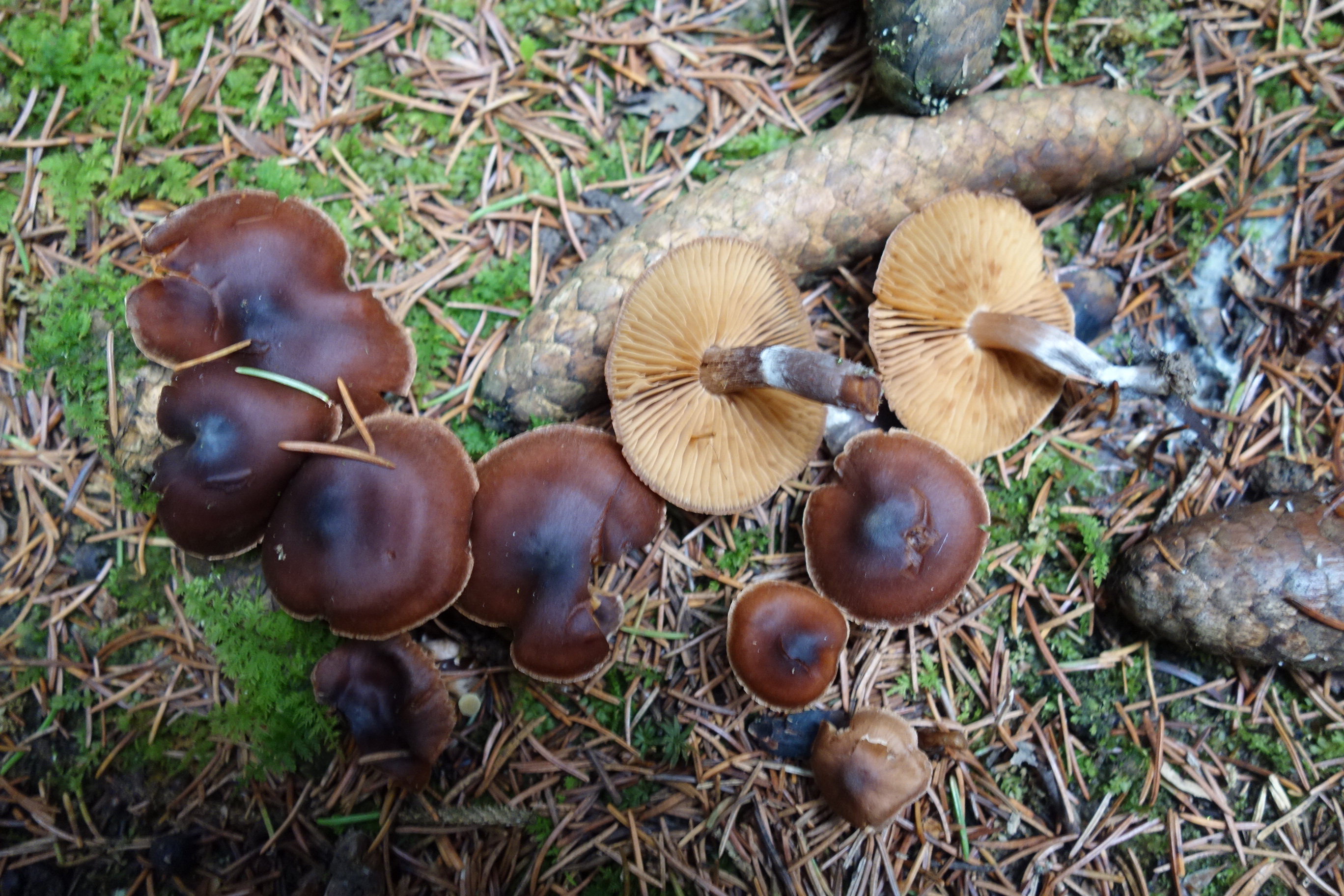 Observation mo-617423, Cortinarius evernius