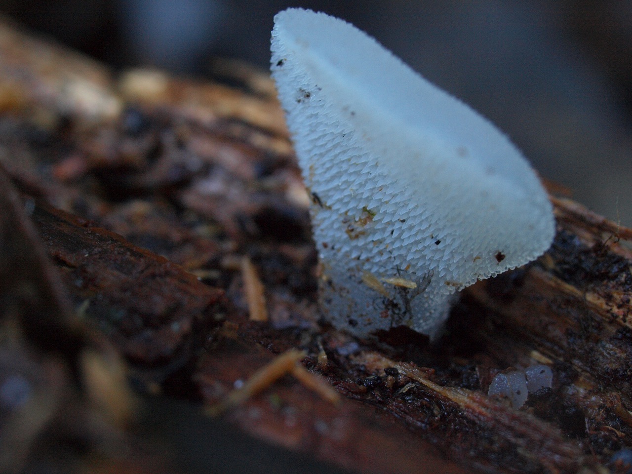 Observation mo-61783, Pseudohydnum gelatinosum