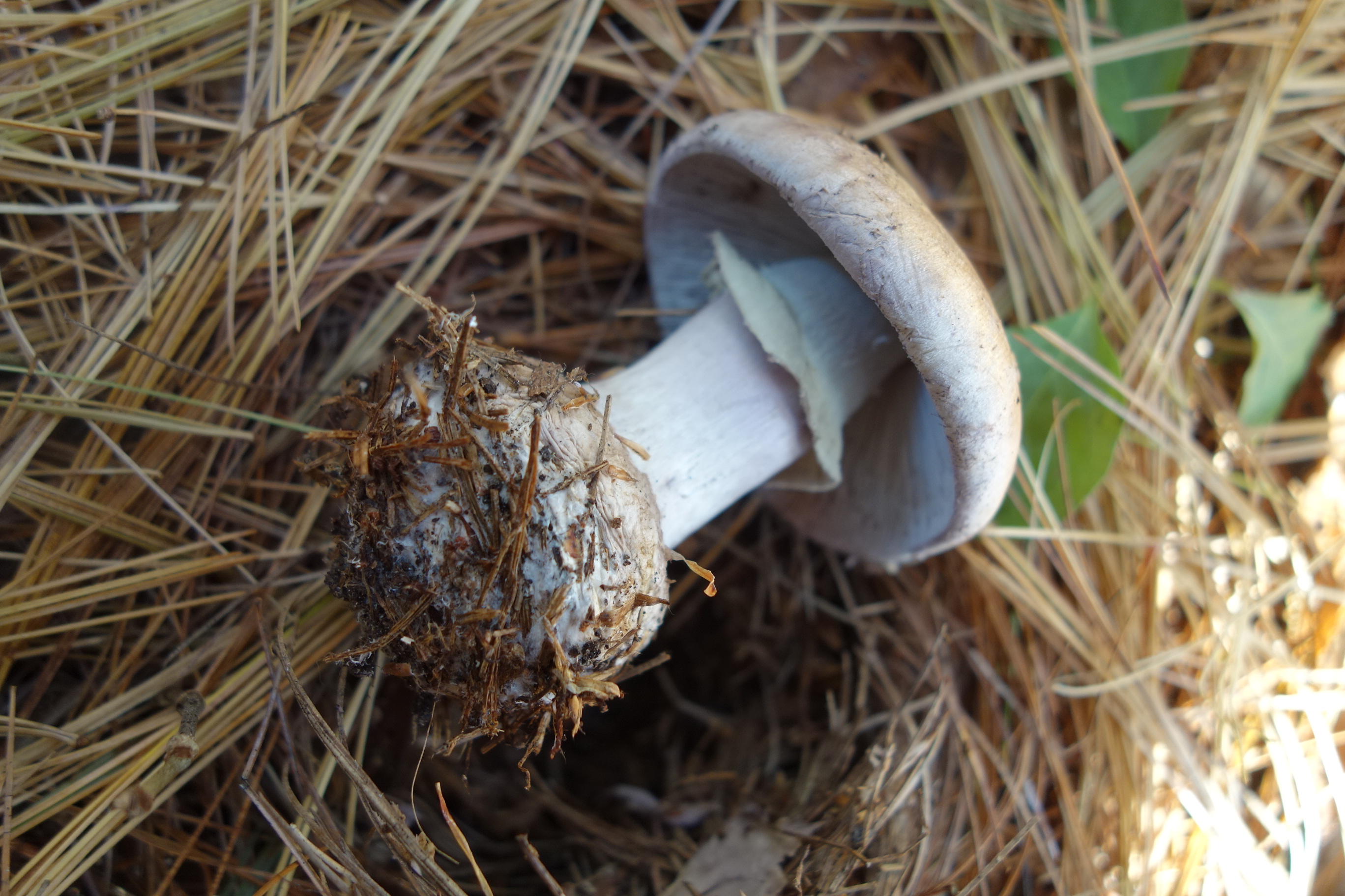 Observation mo-618237, Amanita porphyria