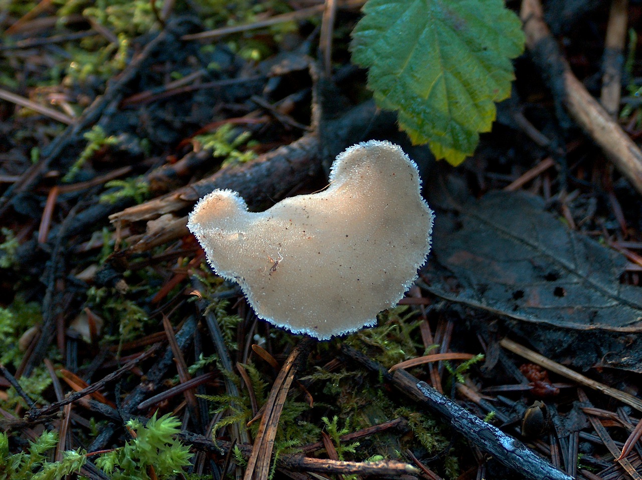 Observation mo-61889, Pseudohydnum gelatinosum