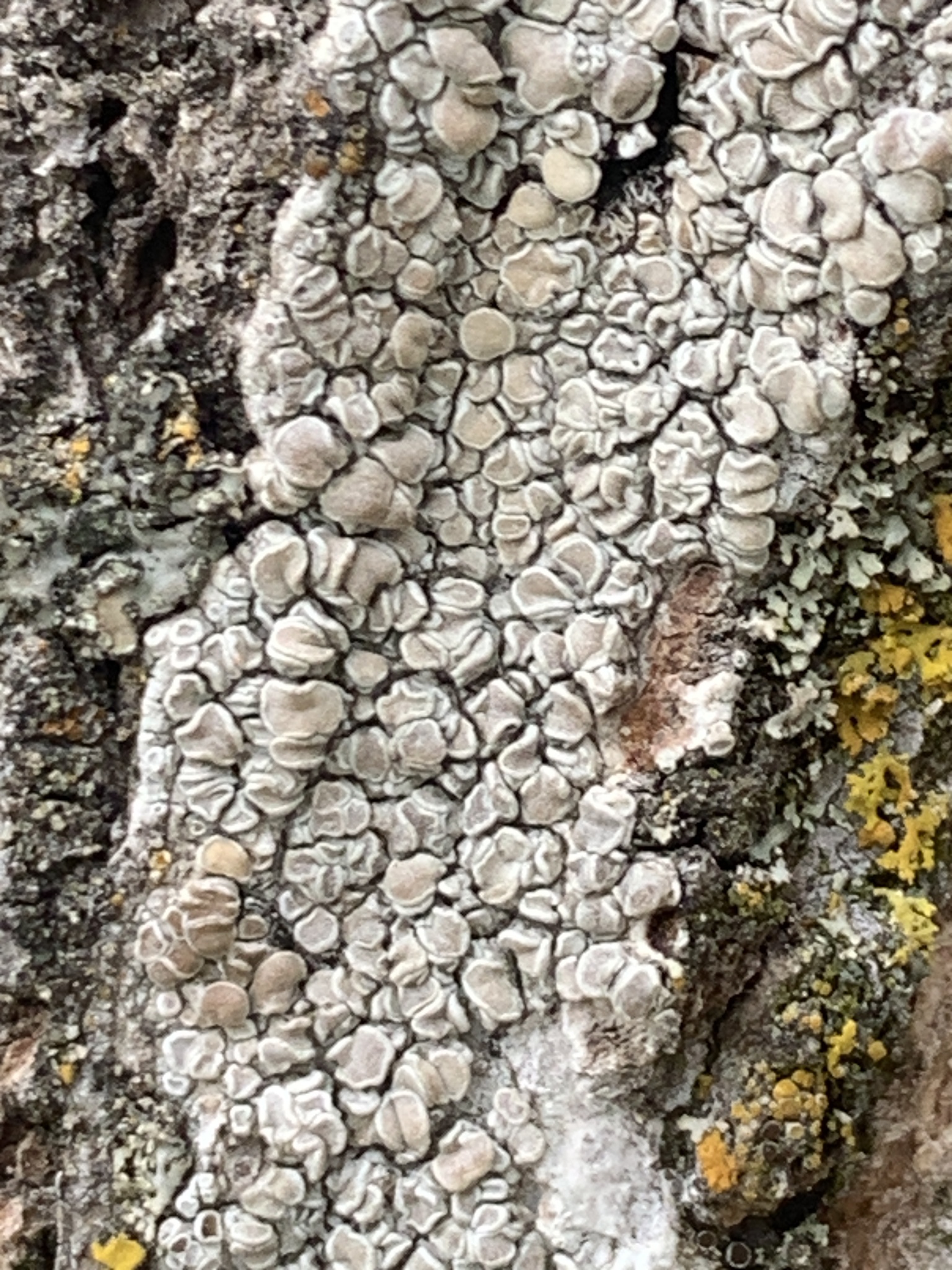 Observation mo-619021, Lecanora caesiorubella