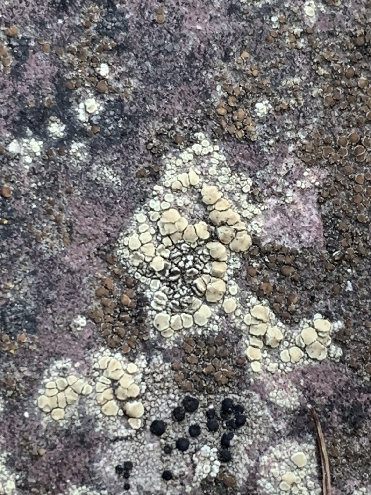 Observation mo-619419, Lecanora polytropa
