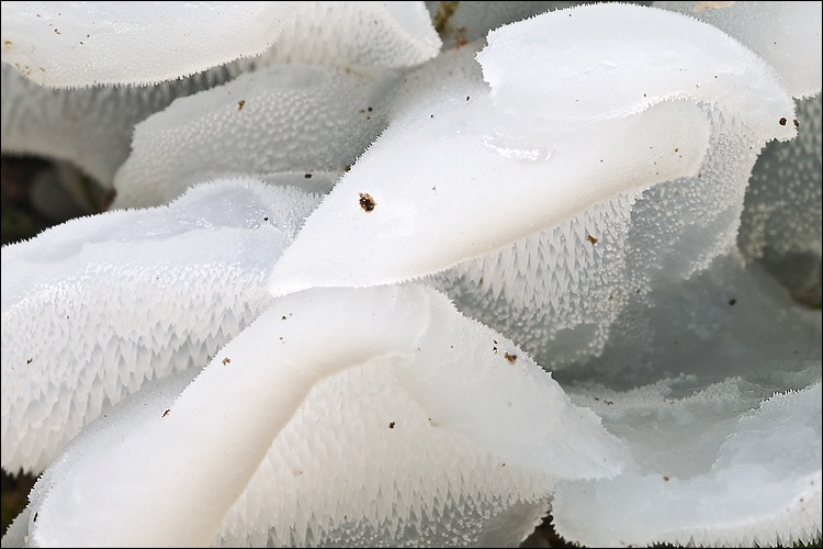 Observation mo-61973, Pseudohydnum gelatinosum