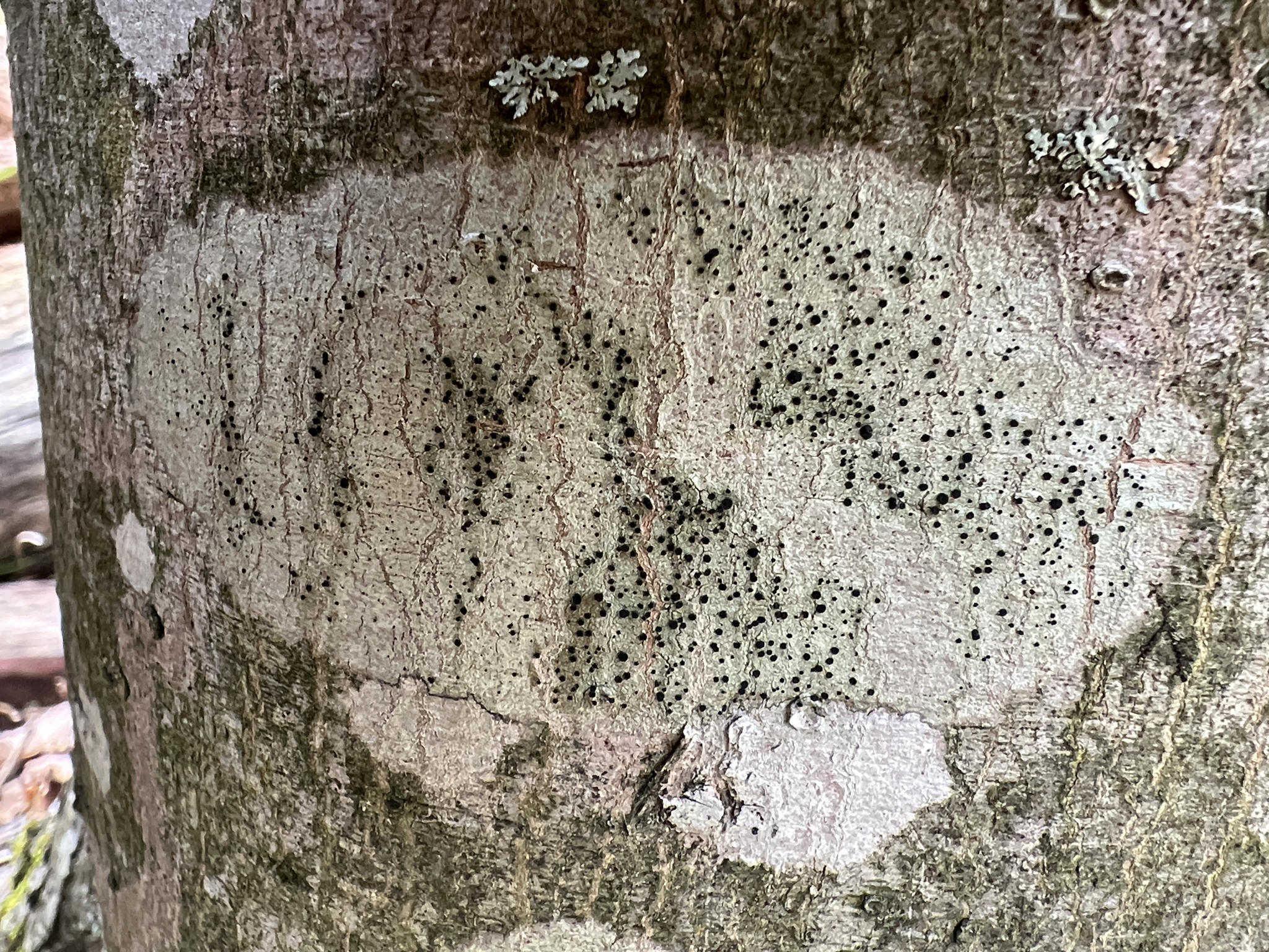 Observation mo-621866, Lecidella elaeochroma