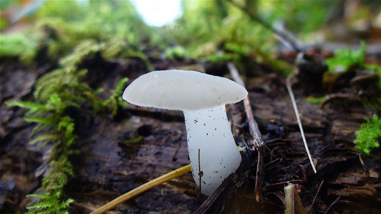 Observation mo-62344, Pseudohydnum gelatinosum