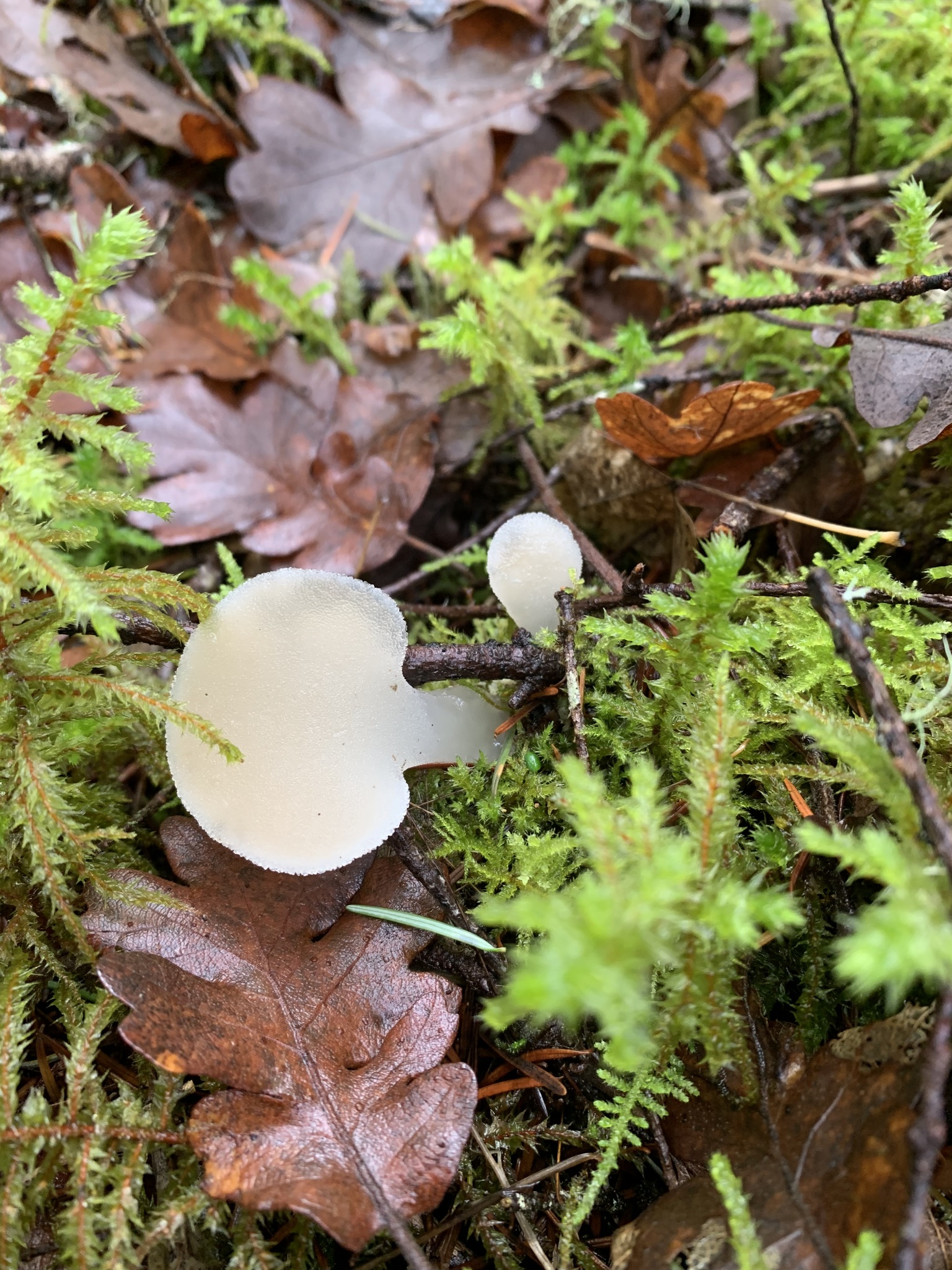 Observation mo-623735, Pseudohydnum gelatinosum