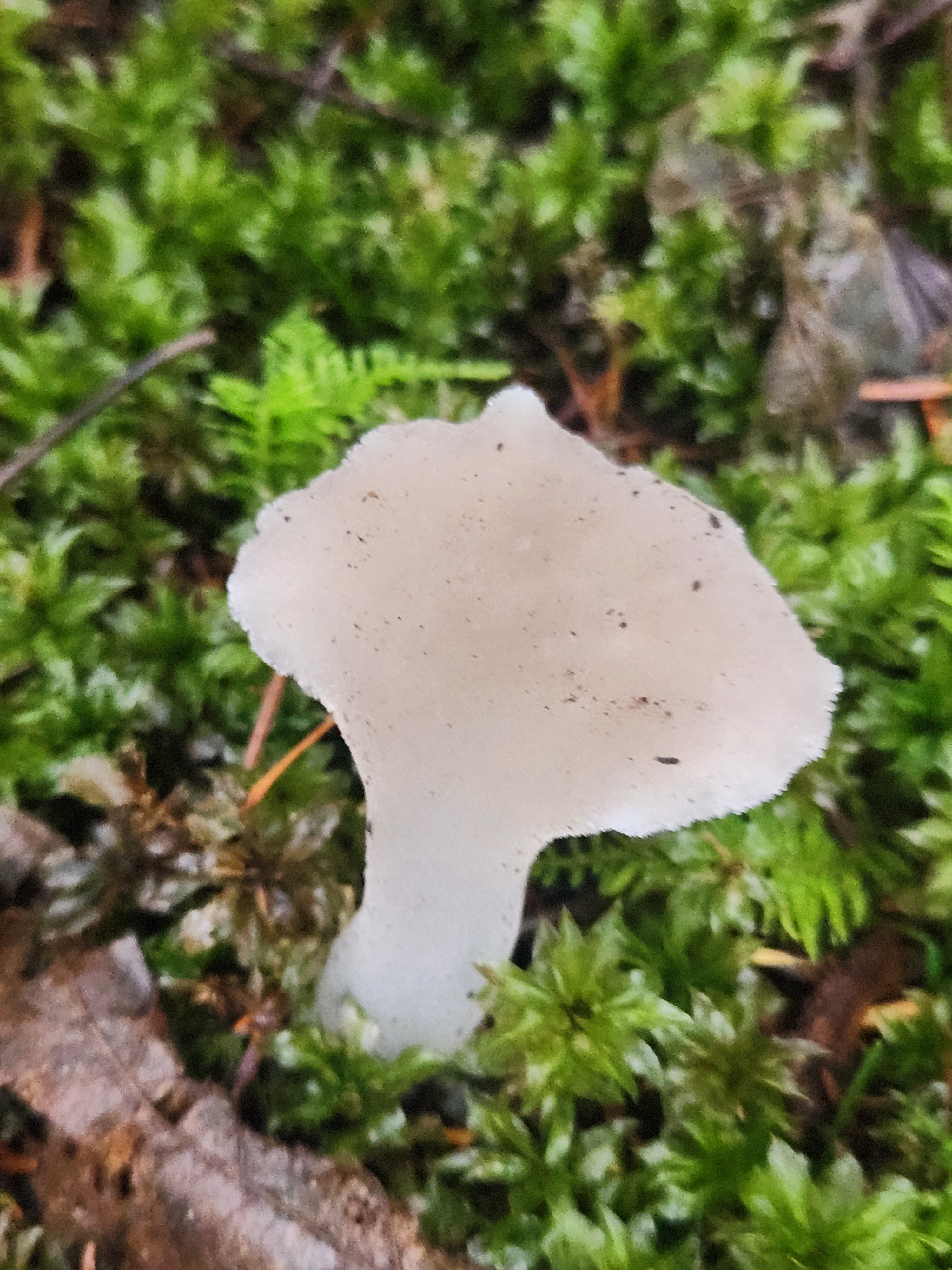 Observation mo-623749, Pseudohydnum gelatinosum