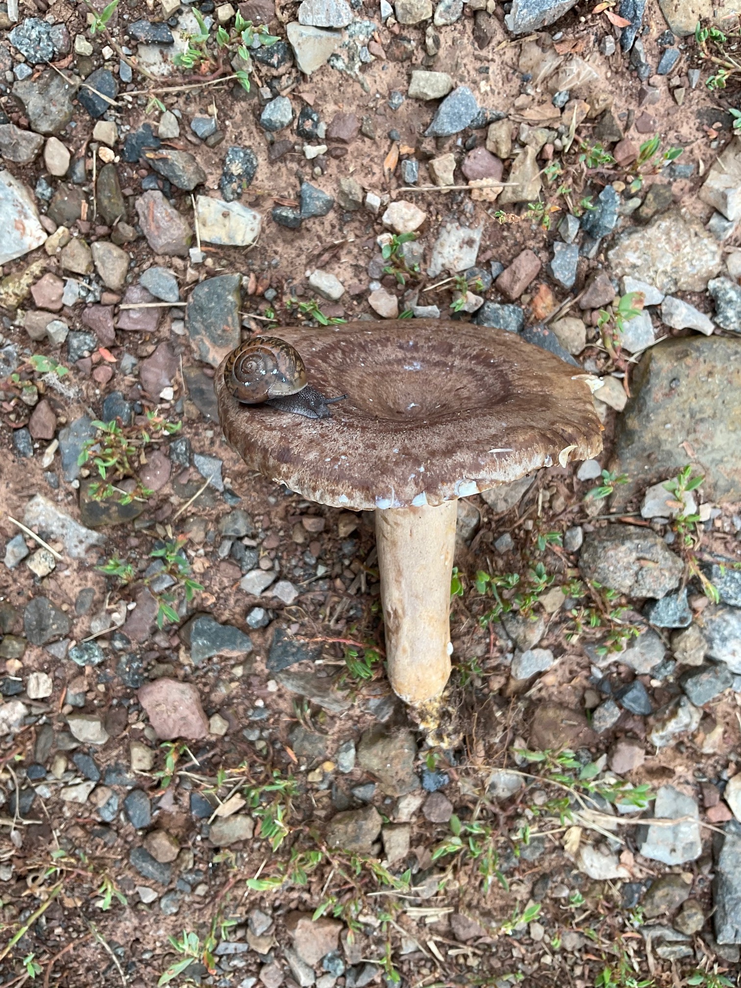 Observation mo-623855, Lactarius pyrogalus