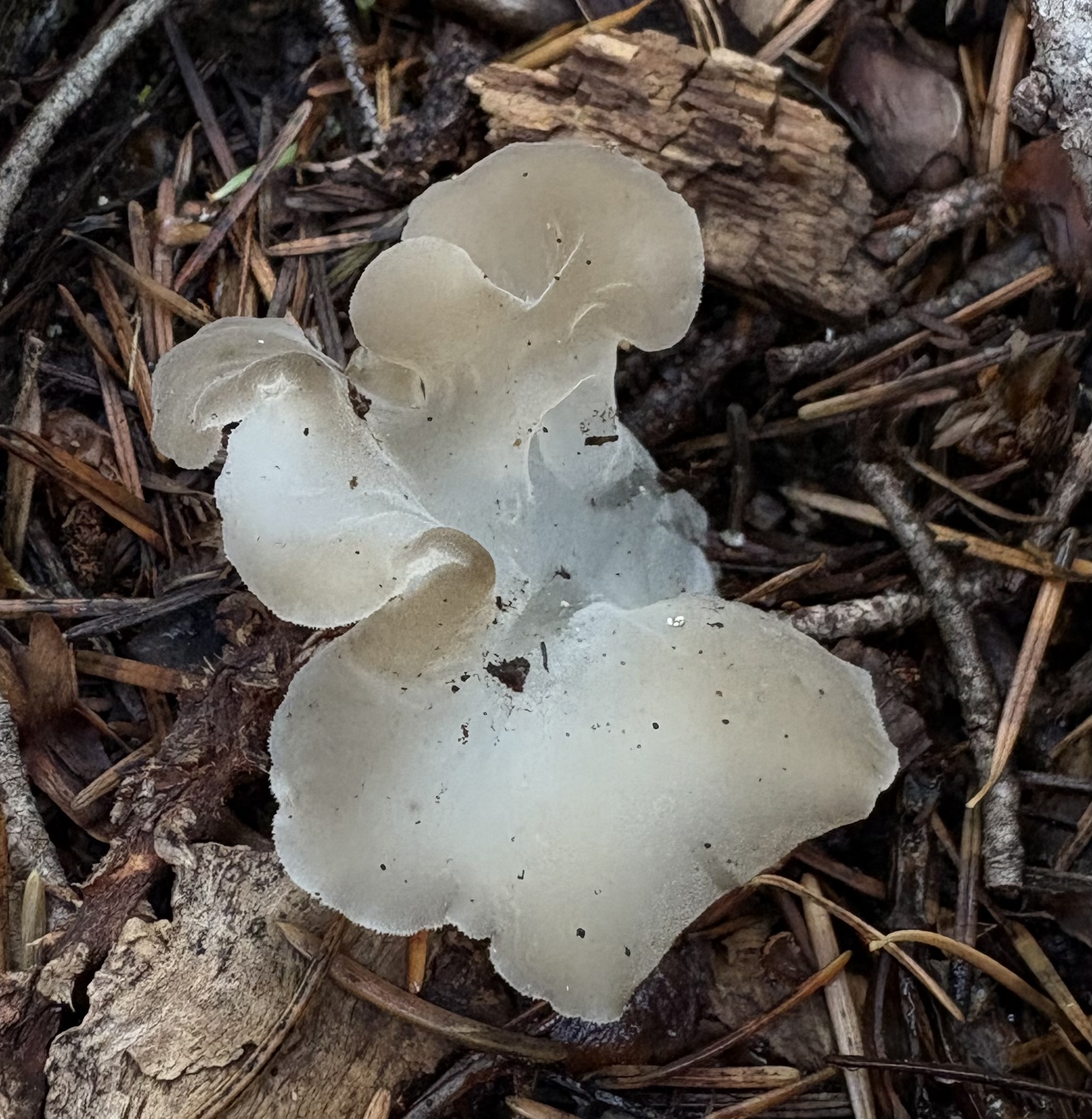 Observation mo-624081, Pseudohydnum gelatinosum