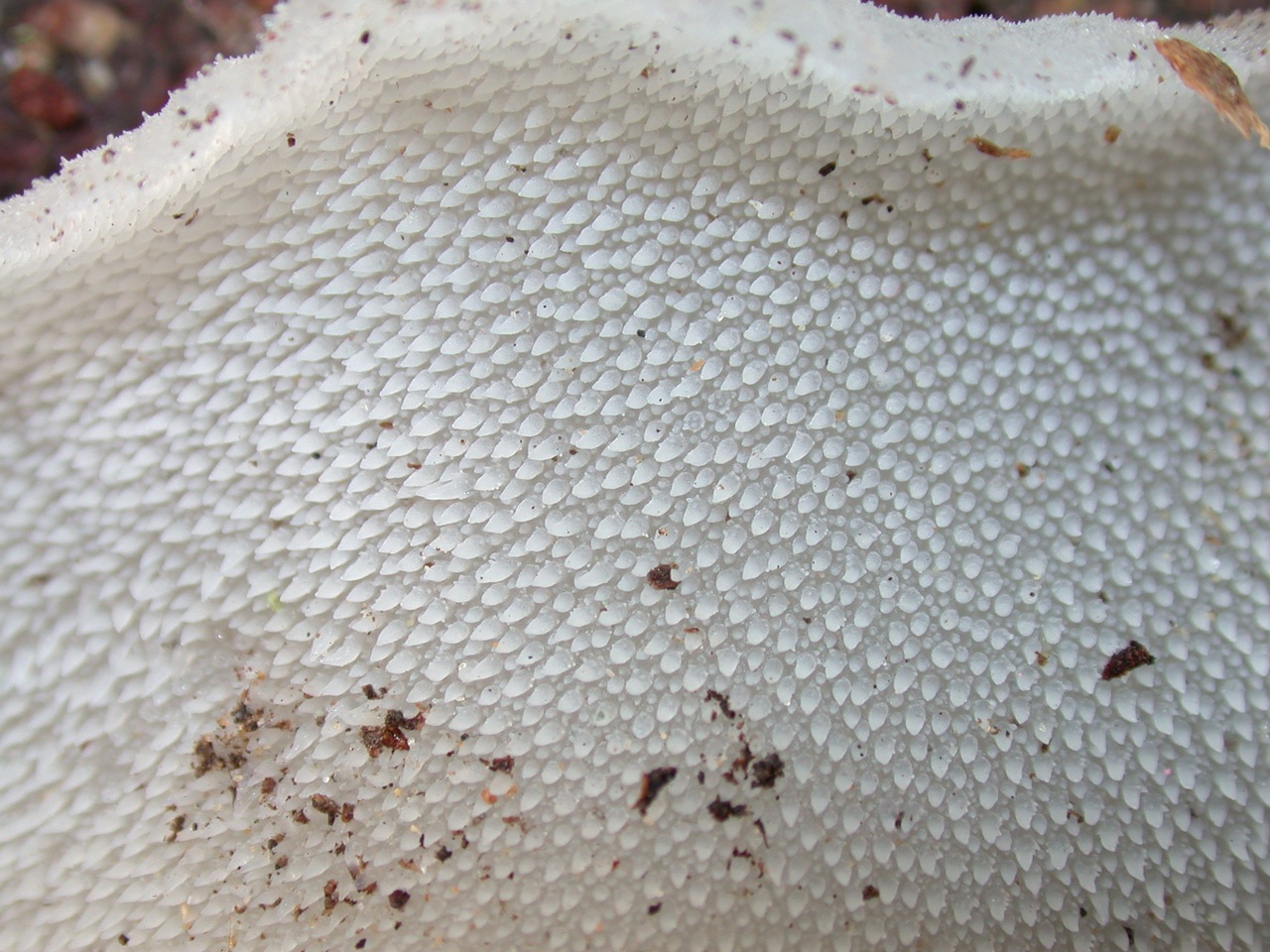 Observation mo-62455, Pseudohydnum gelatinosum