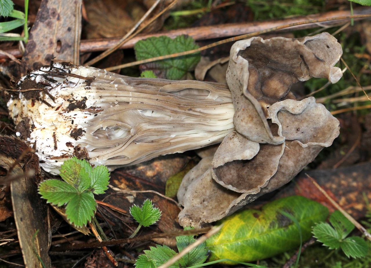 Observation mo-62510, Helvella maculata