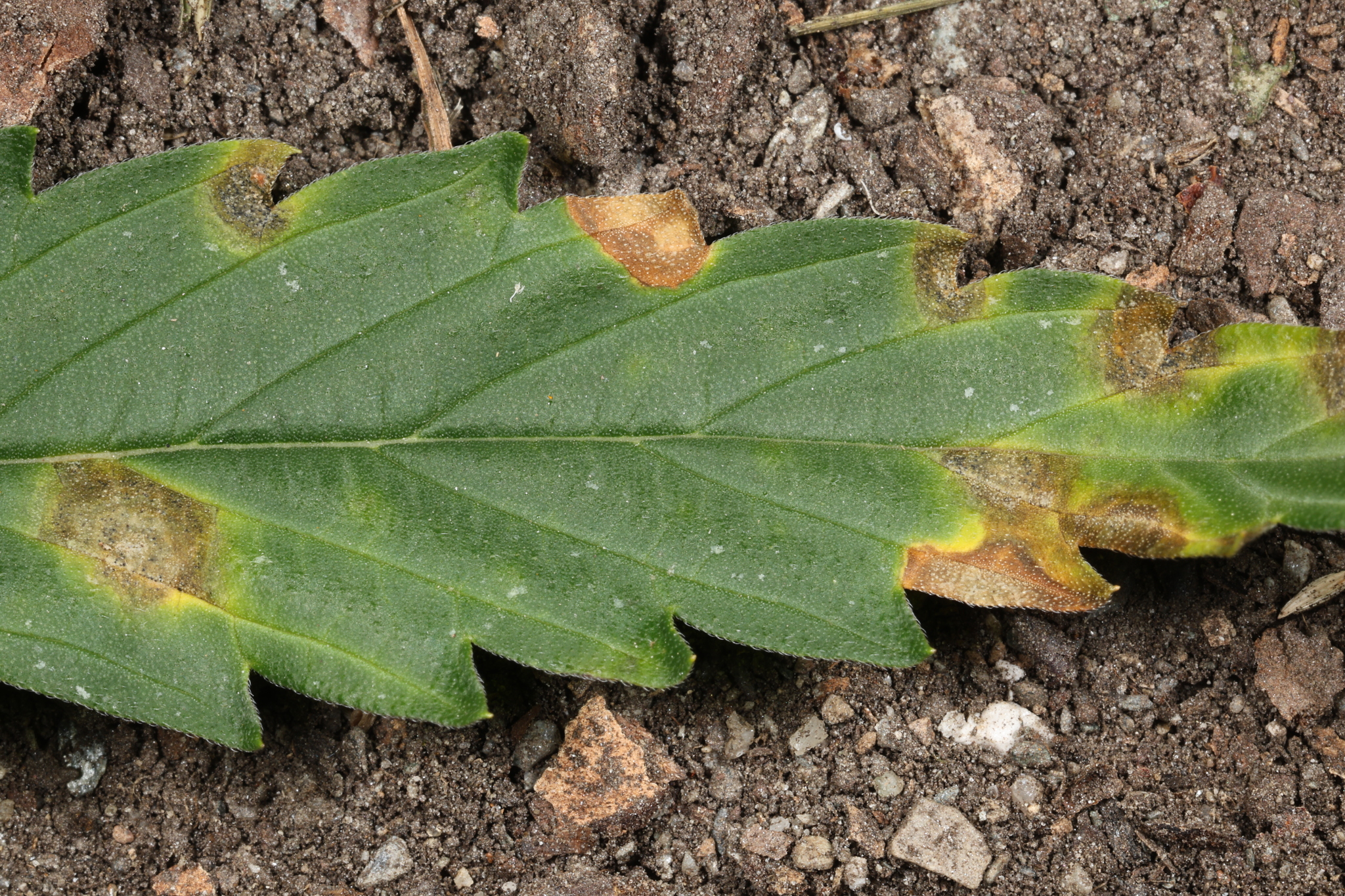 Observation mo-625274, Septoria lycopersici