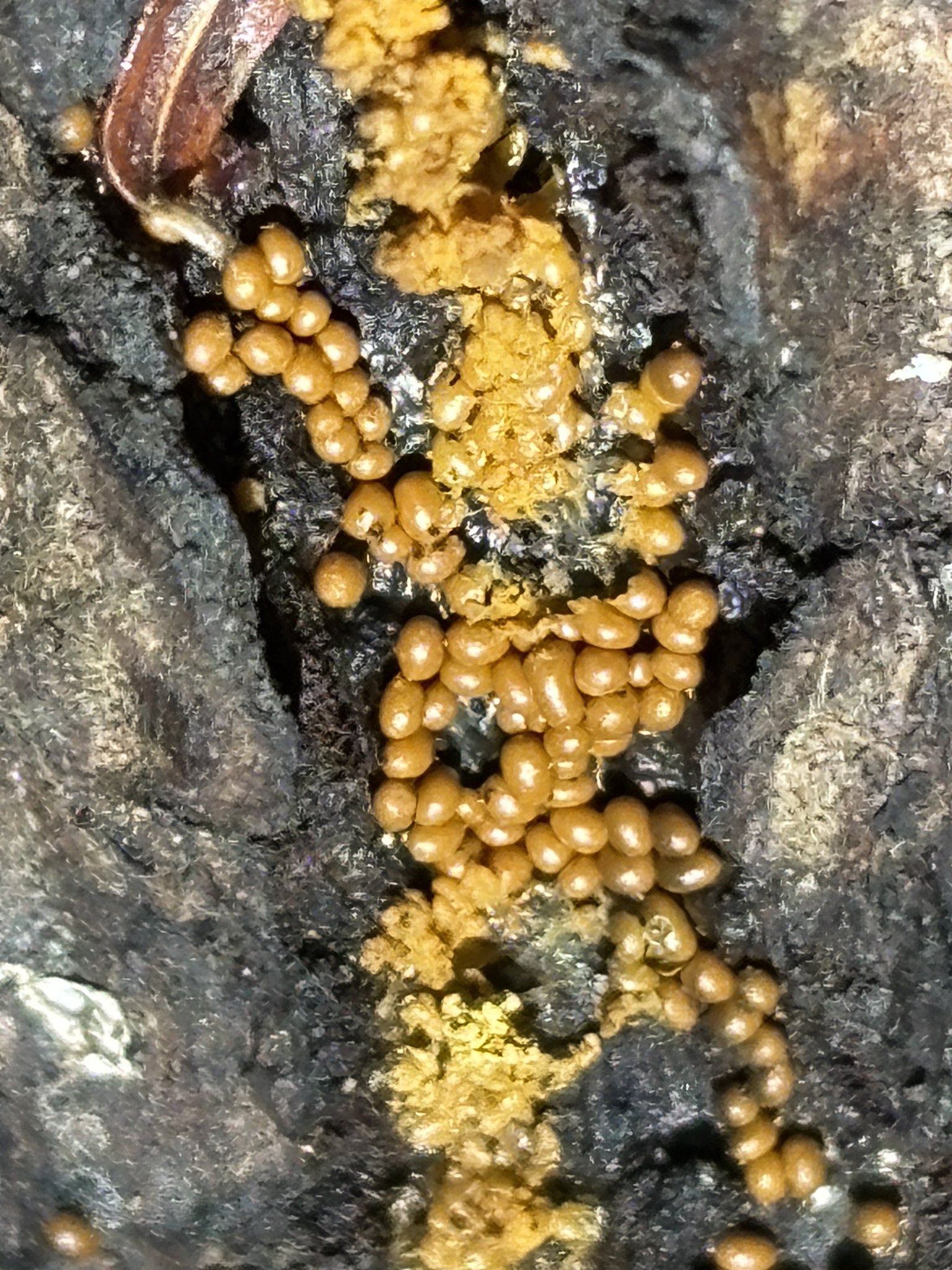 Observation mo-625759, Trichia varia
