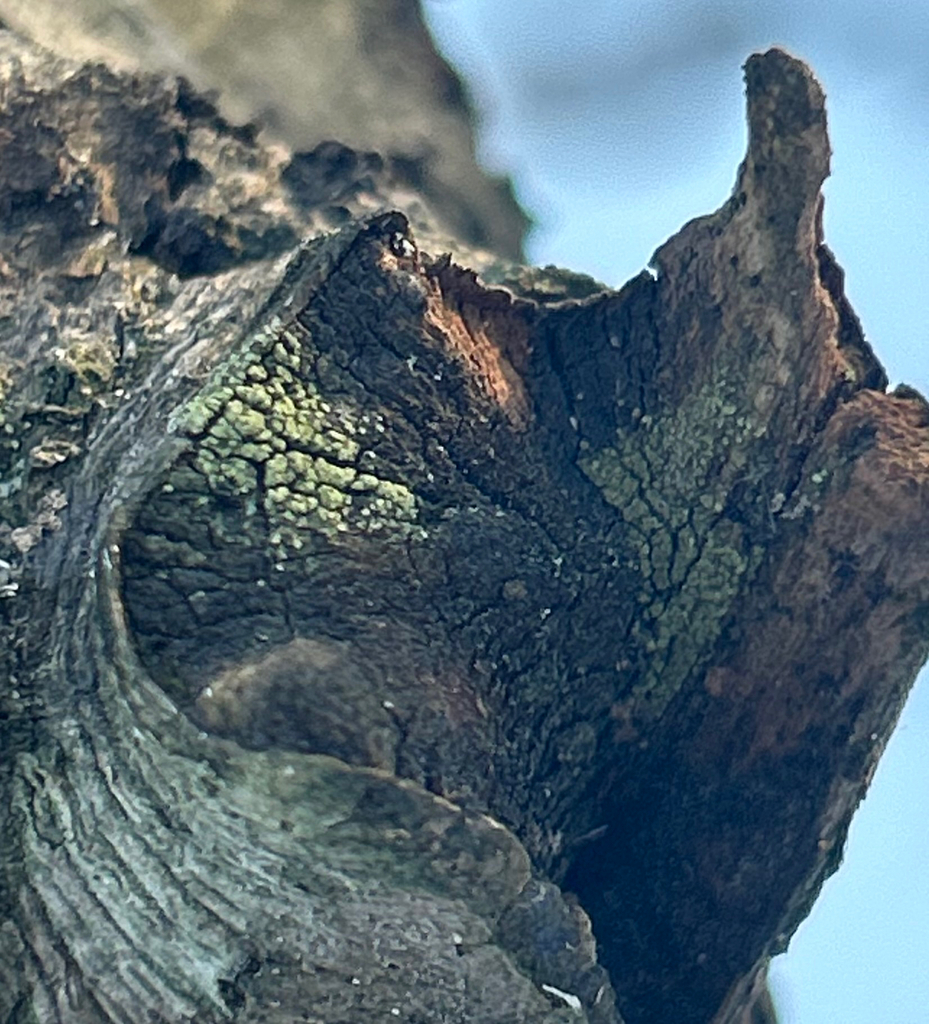 Observation mo-626161, Lecanora strobilina