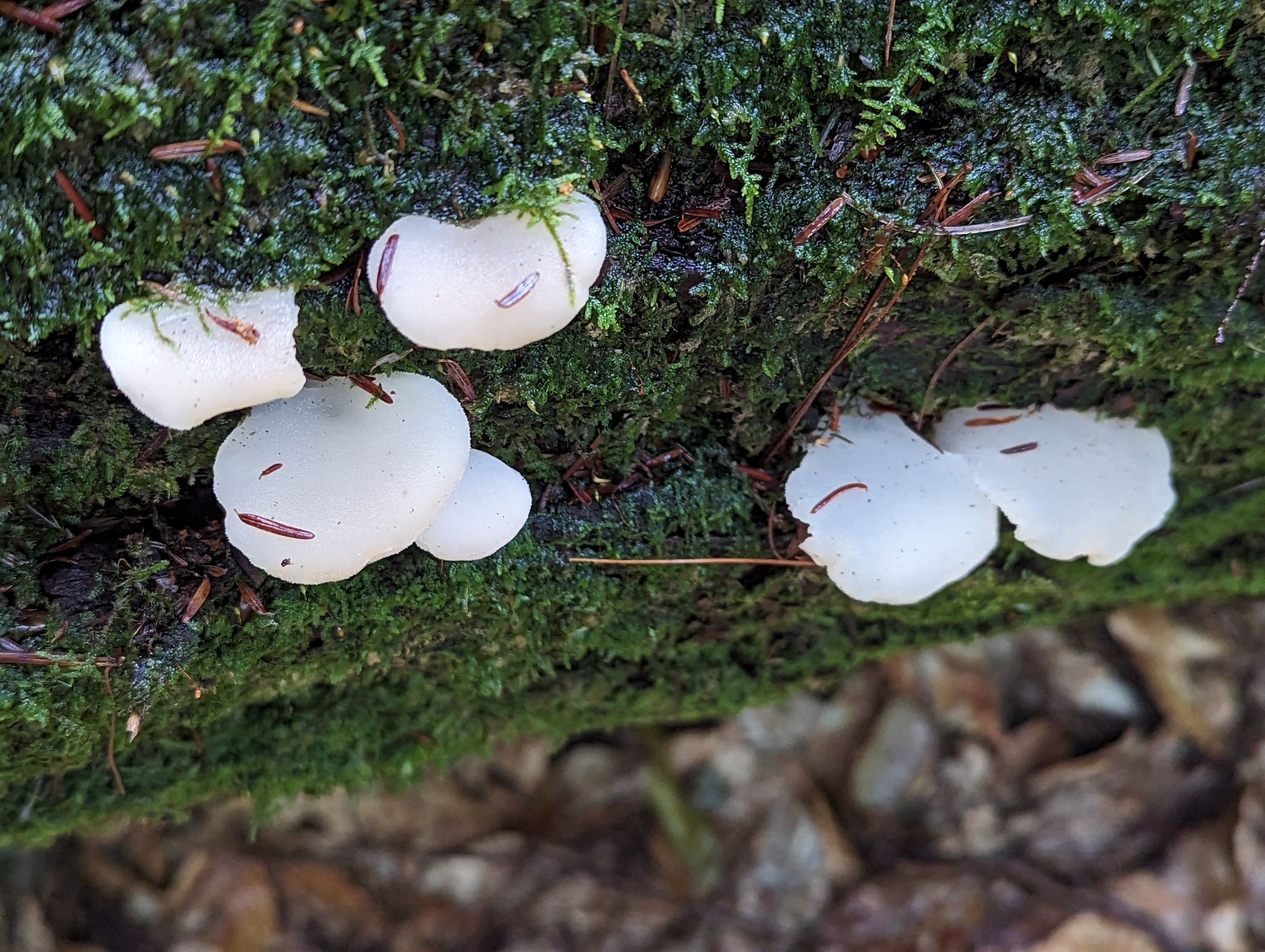 Observation mo-626833, Pseudohydnum gelatinosum