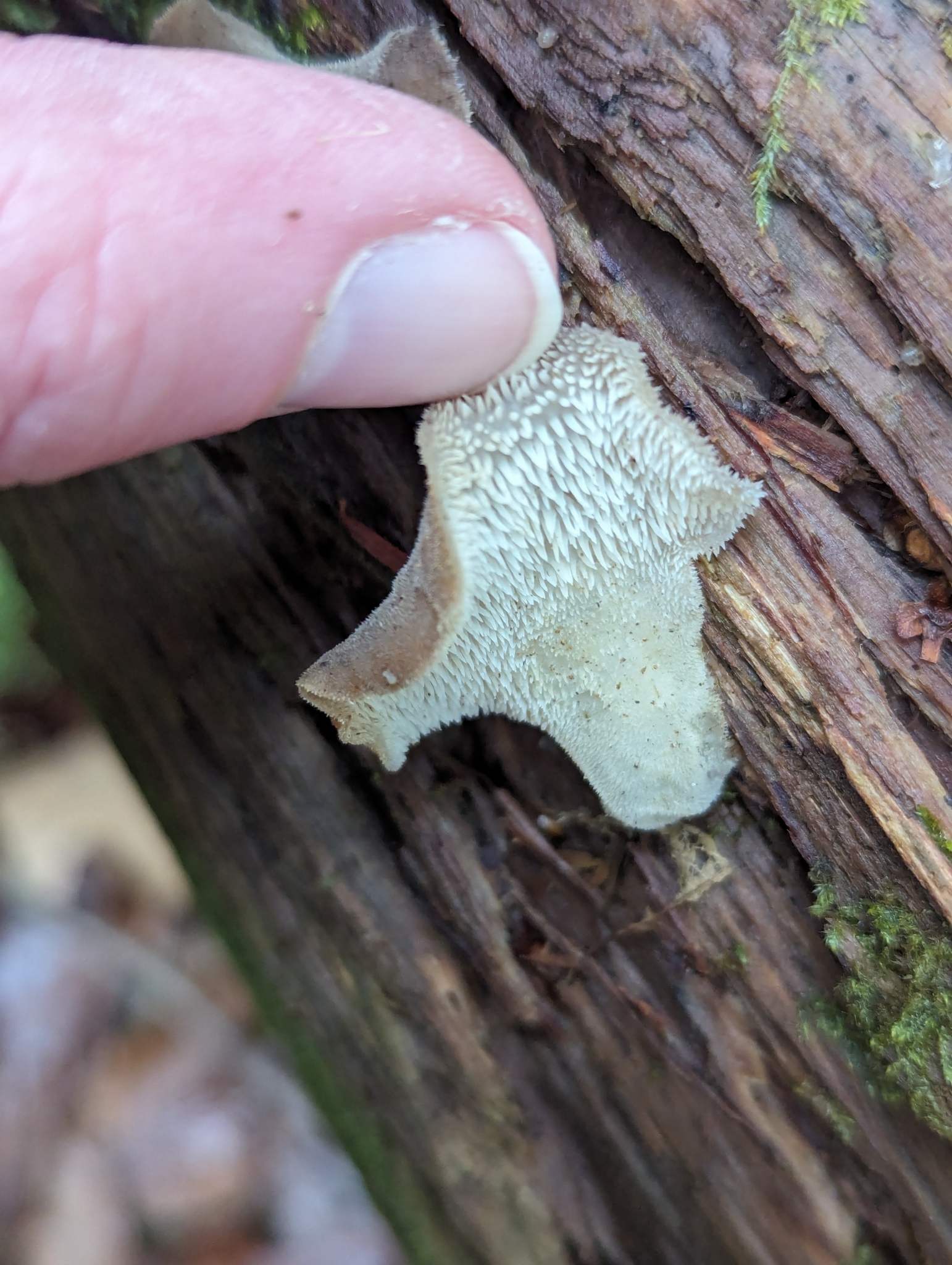 Observation mo-626904, Pseudohydnum gelatinosum