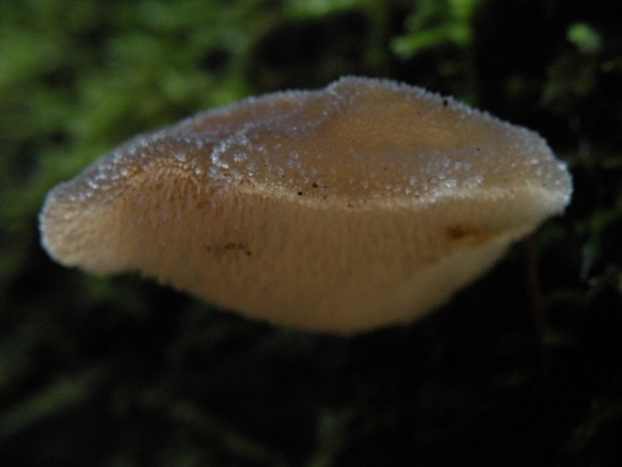 Observation mo-62740, Pseudohydnum gelatinosum