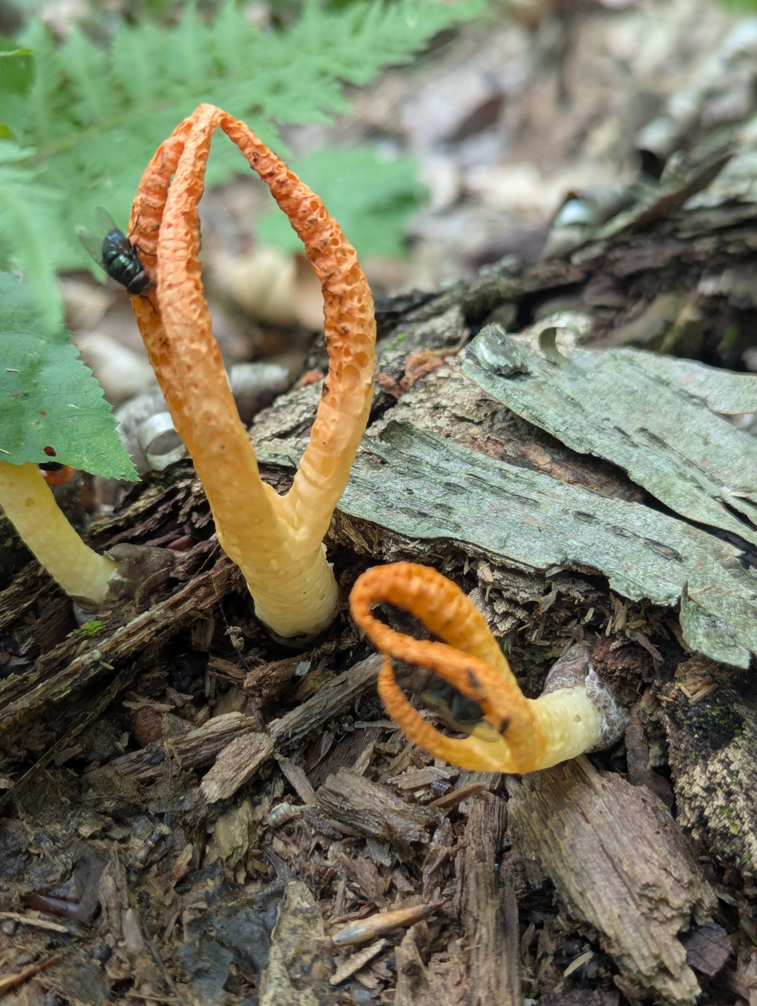 Observation mo-627809, Pseudocolus fusiformis