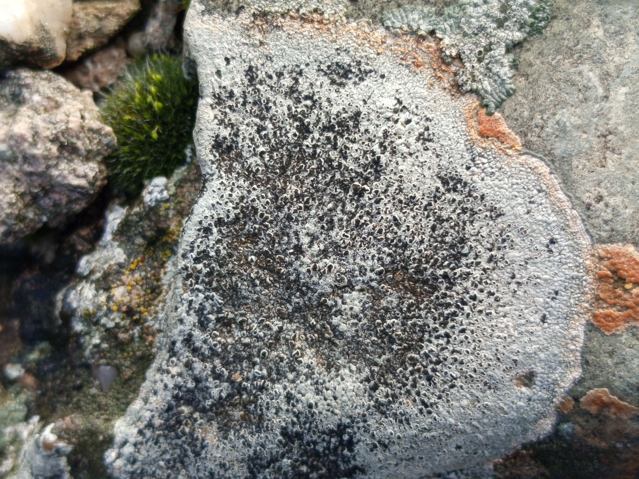 Observation mo-628393, Lecidea tessellata