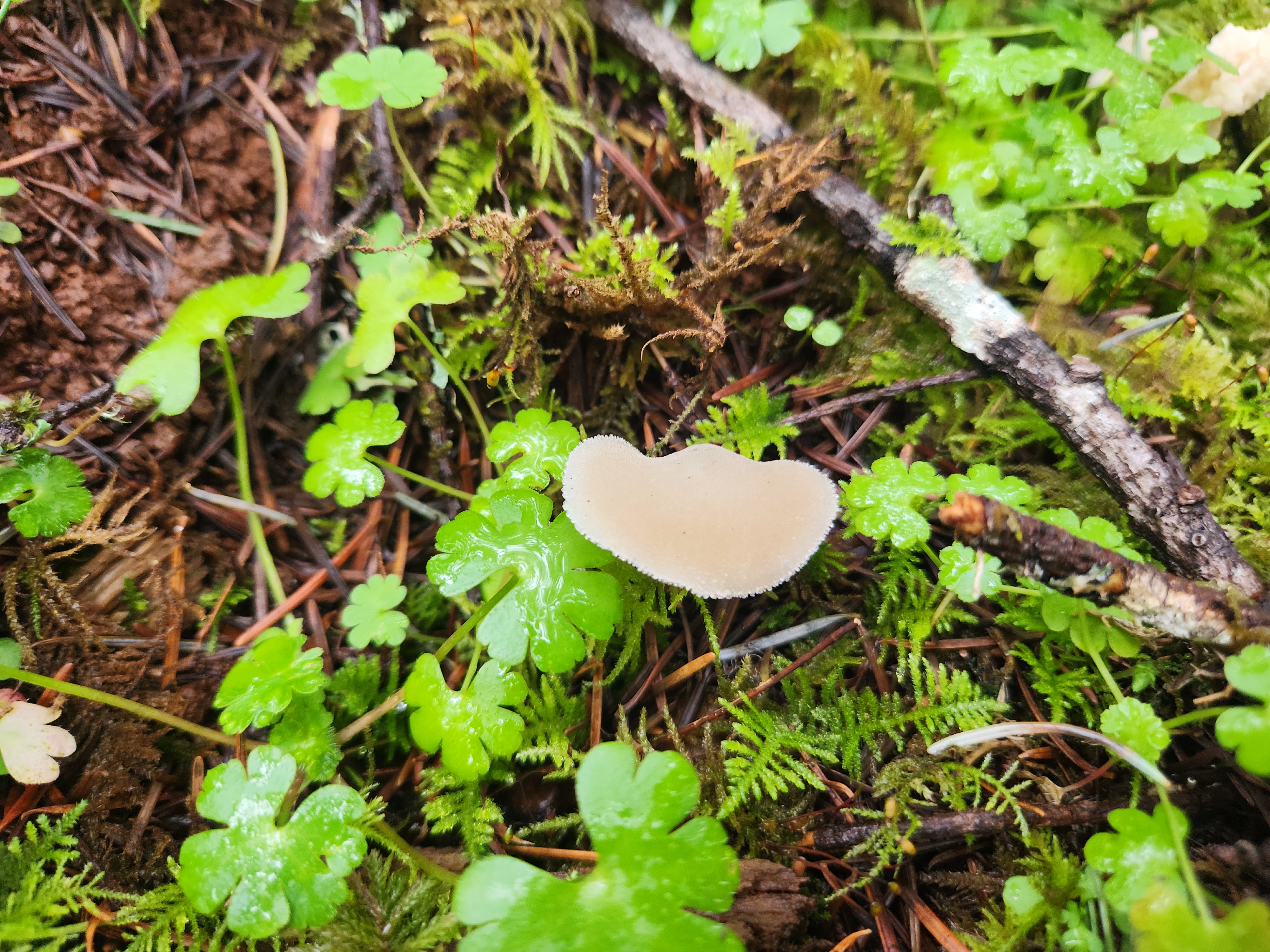 Observation mo-628669, Pseudohydnum gelatinosum