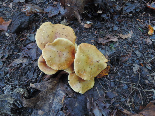 Observation mo-628931, Hypholoma marginatum