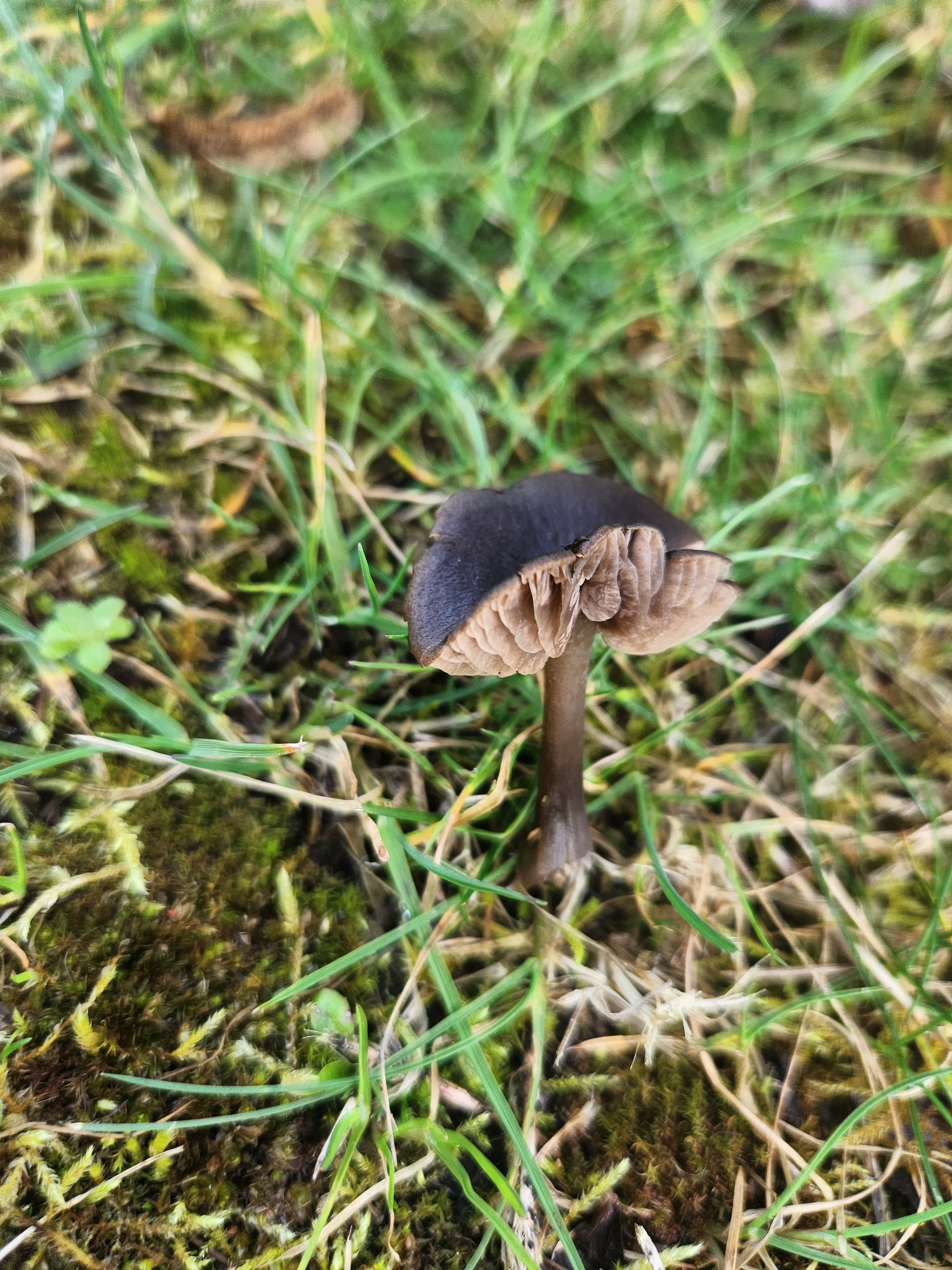 Observation mo-628936, Entoloma sericeum