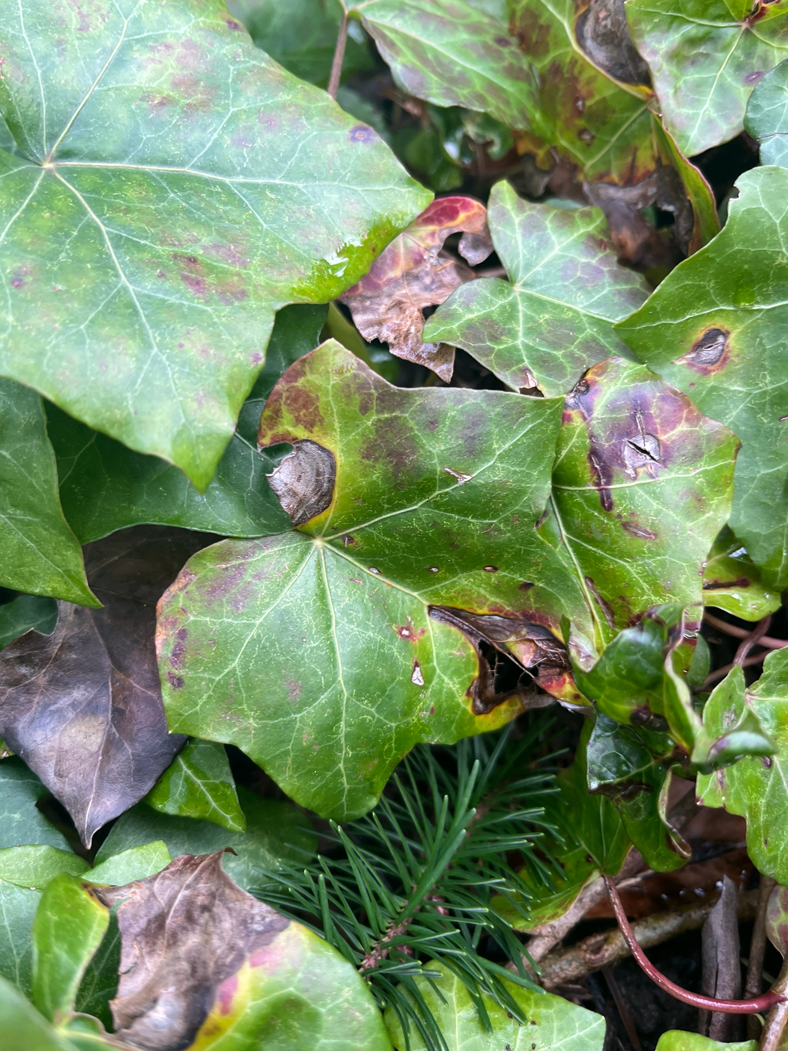 Observation mo-628938, Colletotrichum trichellum