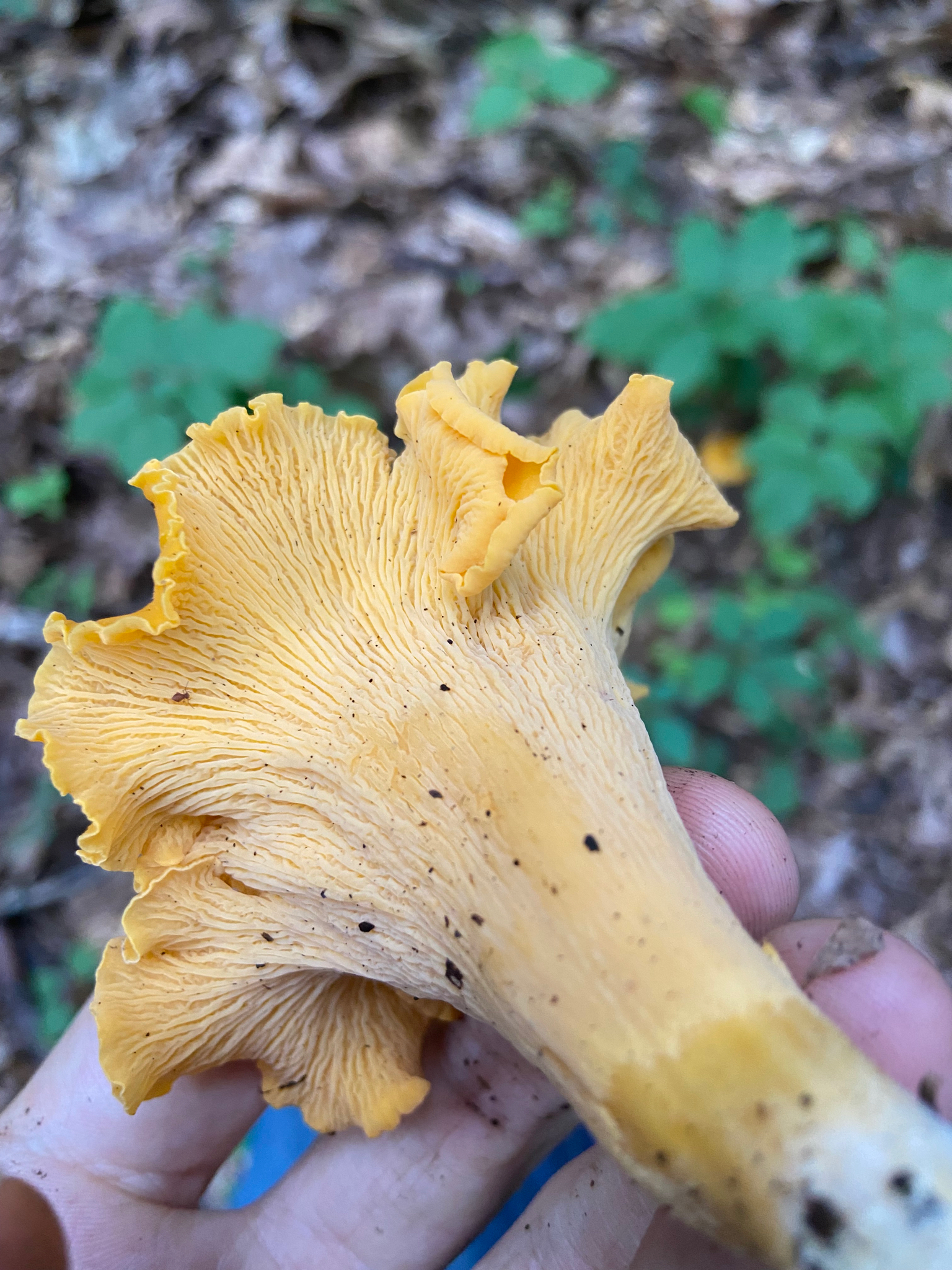 Observation mo-629200, Cantharellus lateritius