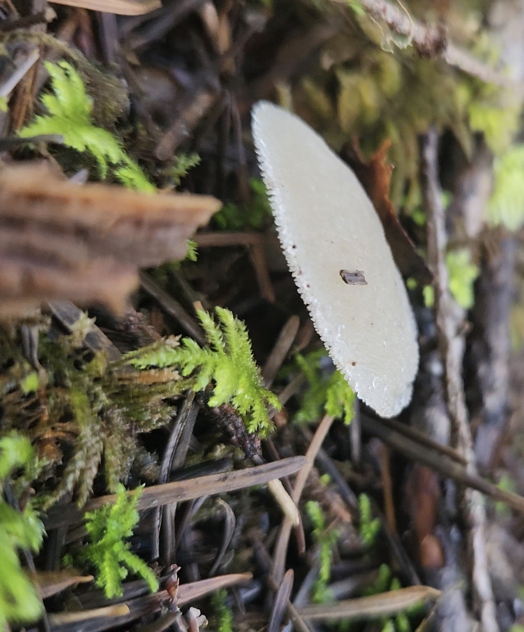 Observation mo-629668, Pseudohydnum gelatinosum