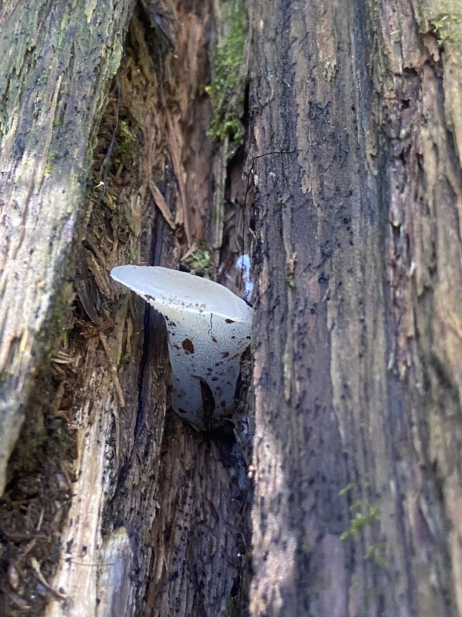 Observation mo-630423, Pseudohydnum gelatinosum