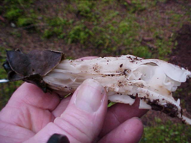 Observation mo-63079, Helvella maculata