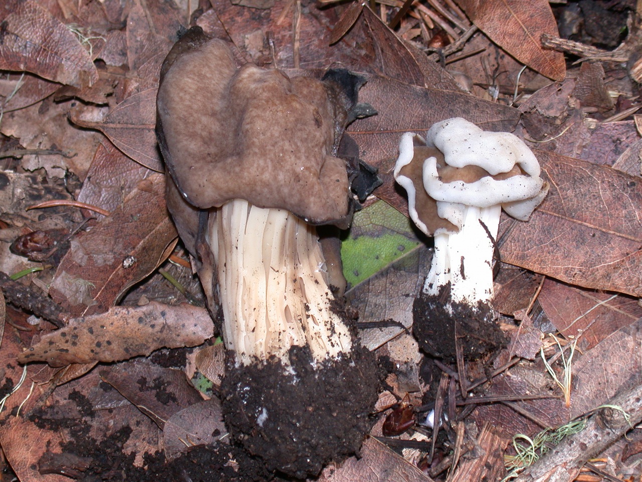 Observation mo-63154, Helvella maculata