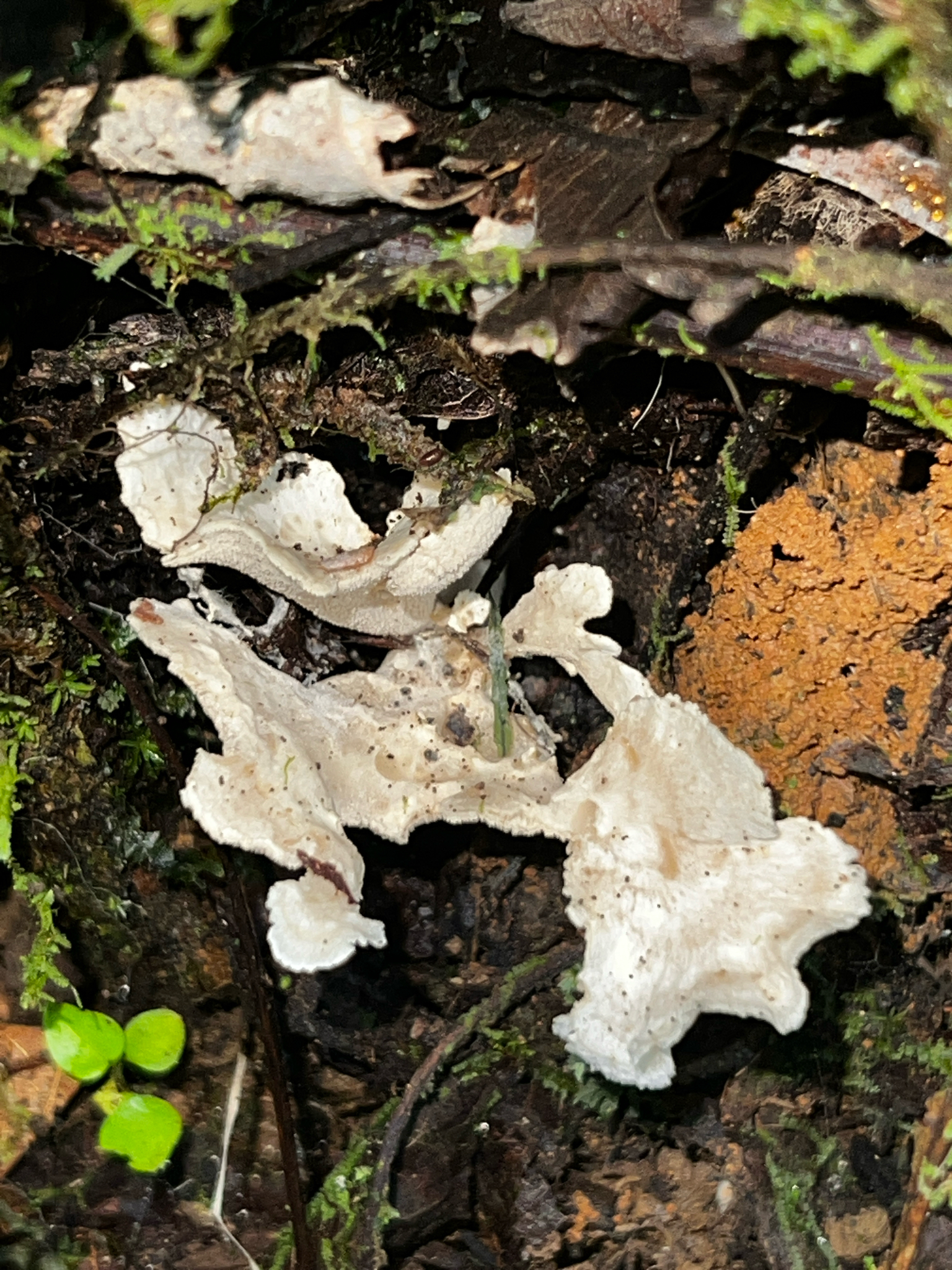 Observation mo-631736, Trechispora thelephora