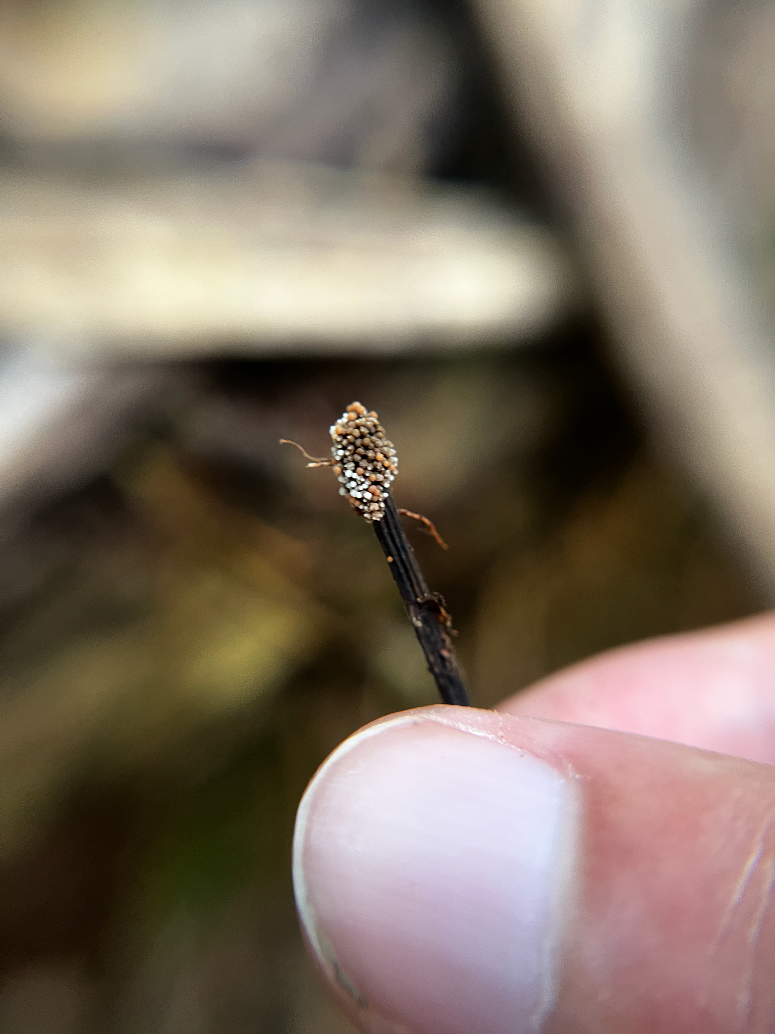 Observation mo-631842, Glomus coremioides