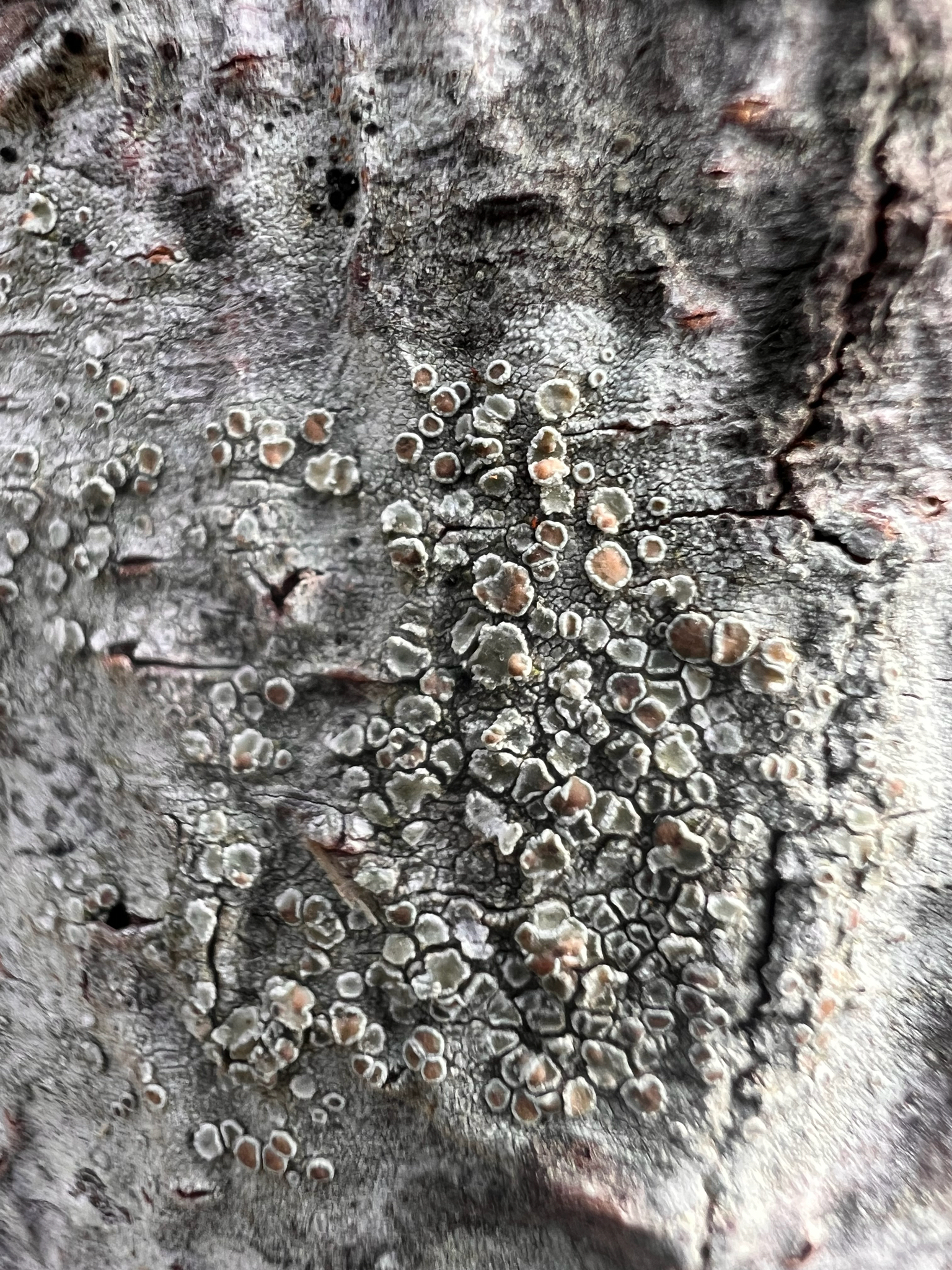 Observation mo-633506, Lecanora hybocarpa