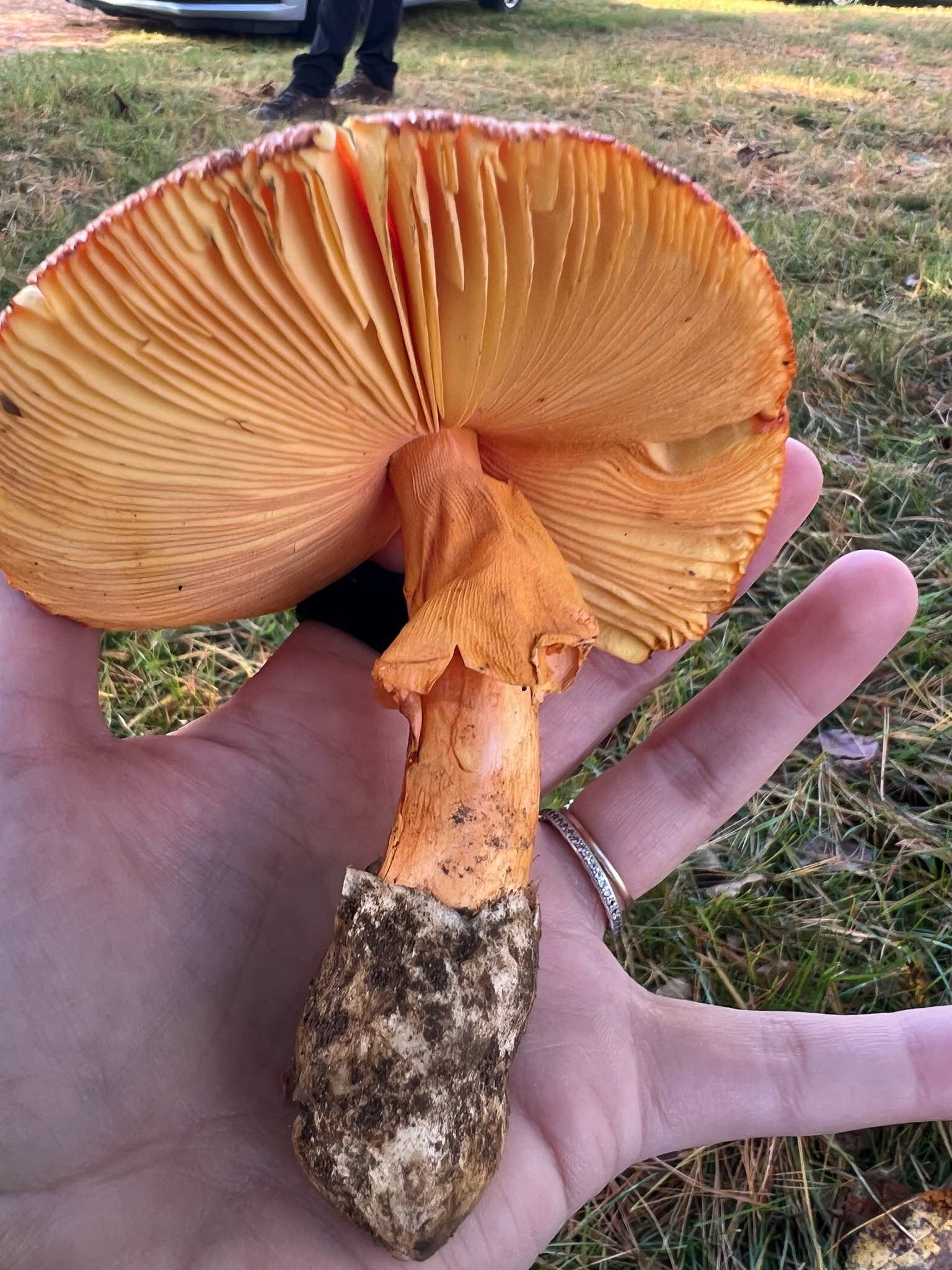 Observation mo-633773, Amanita jacksonii