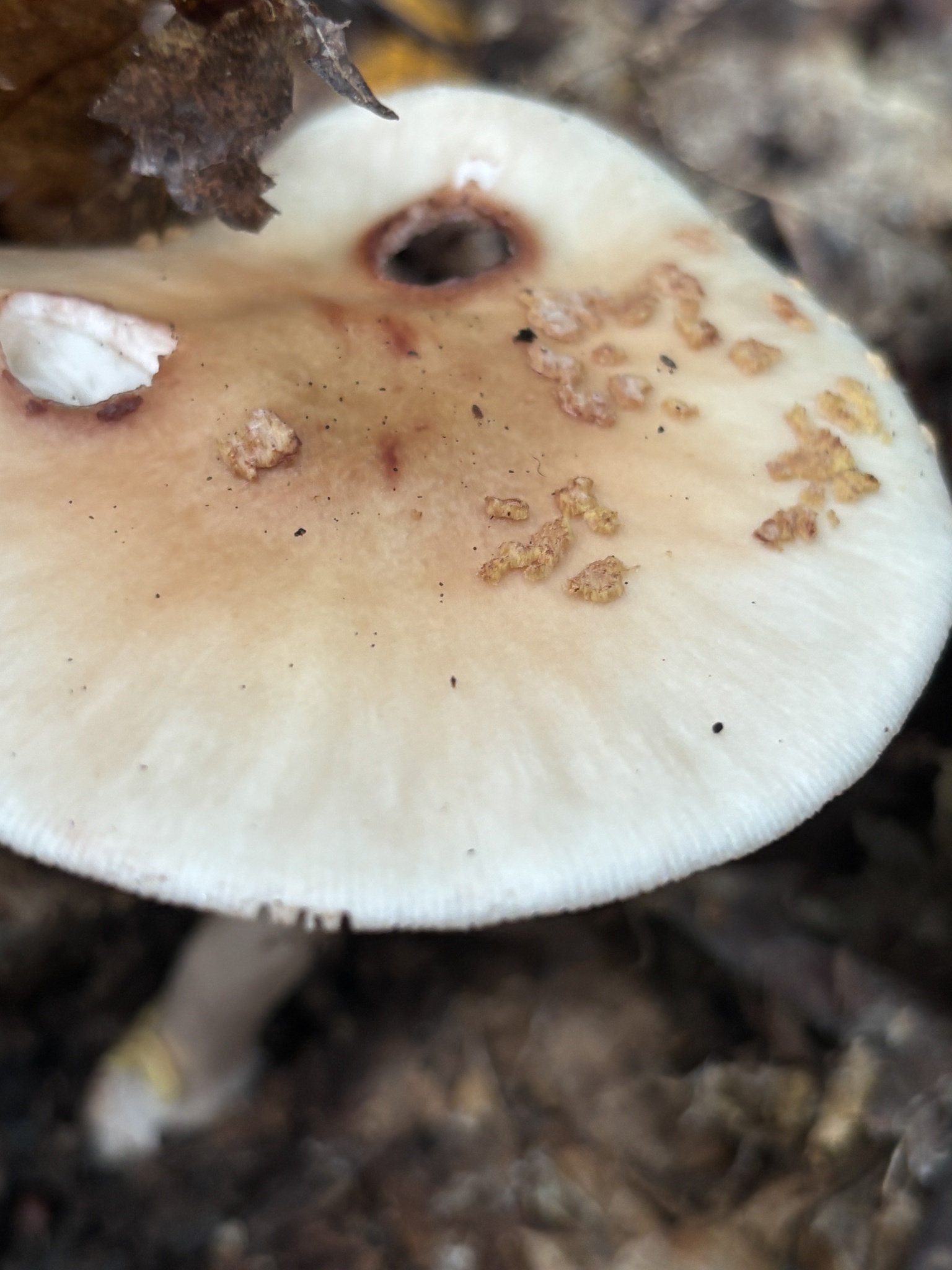 Observation mo-637767, Amanita aureosubucula