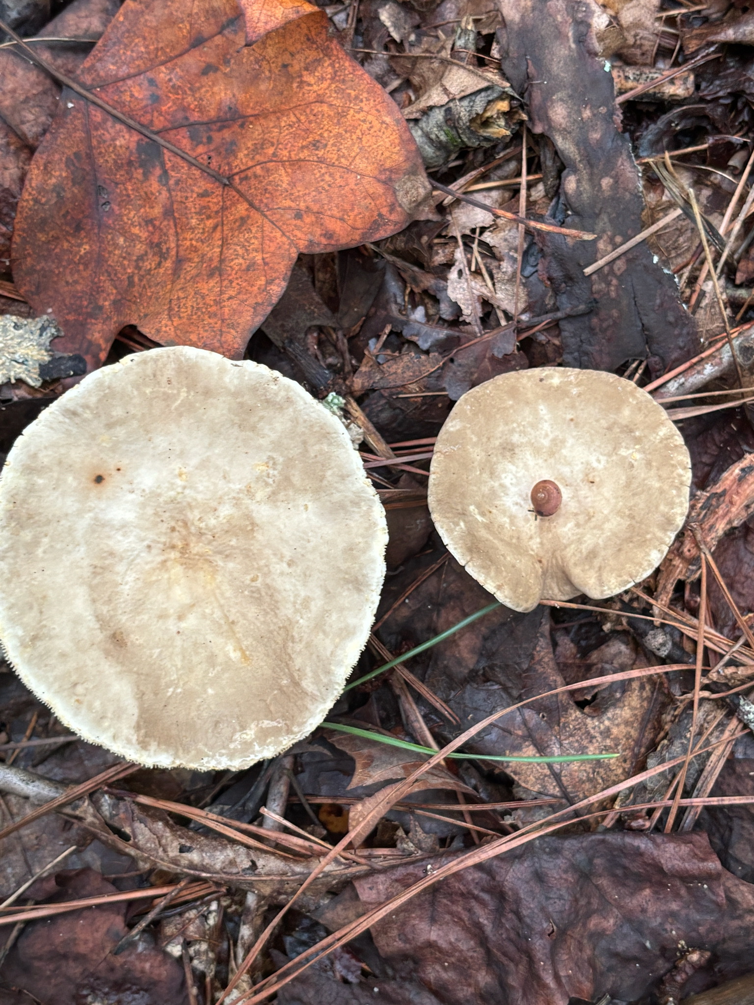 Observation mo-638574, Lactarius subvernalis