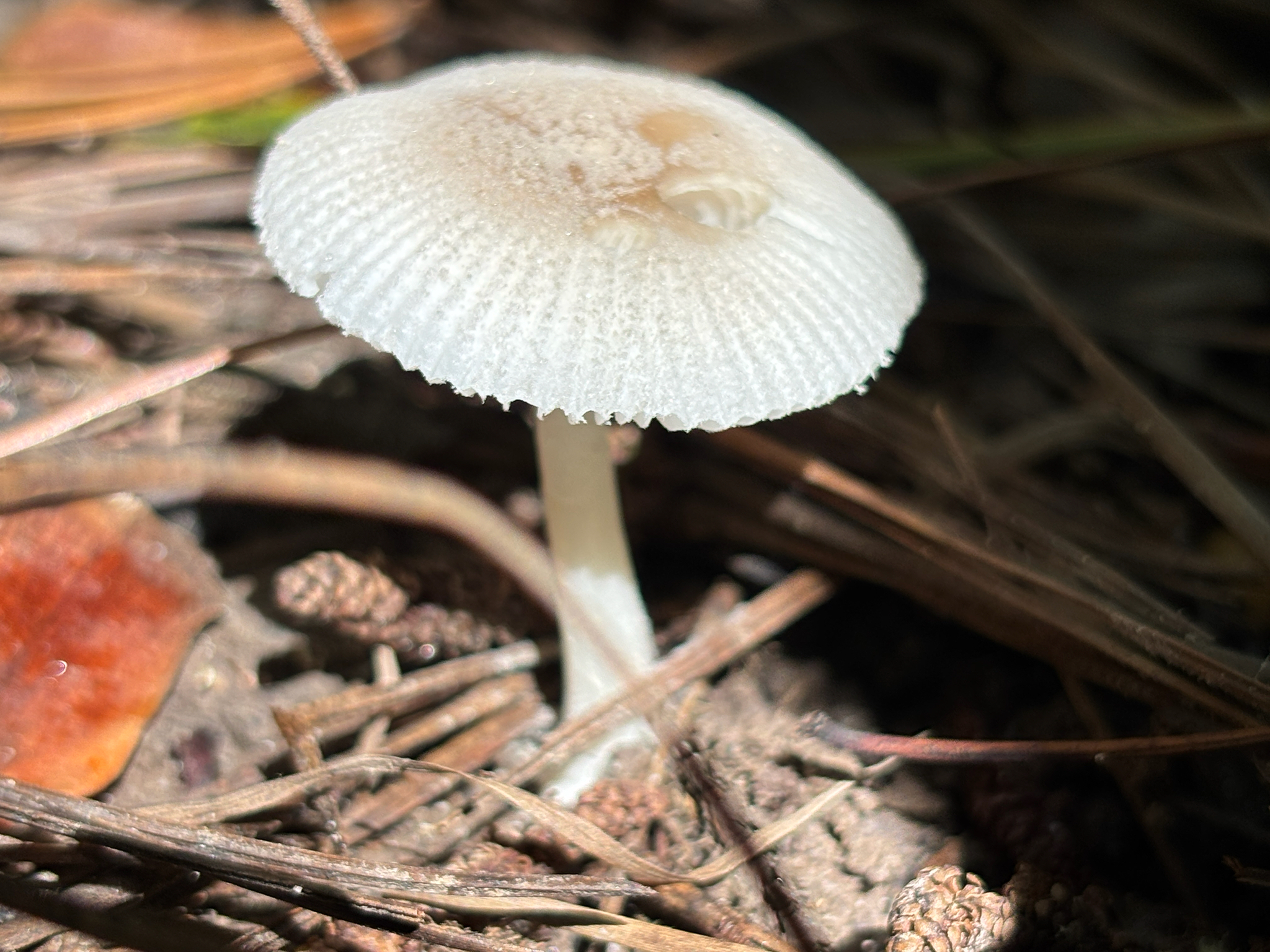 Observation mo-638718, Amanita farinosa